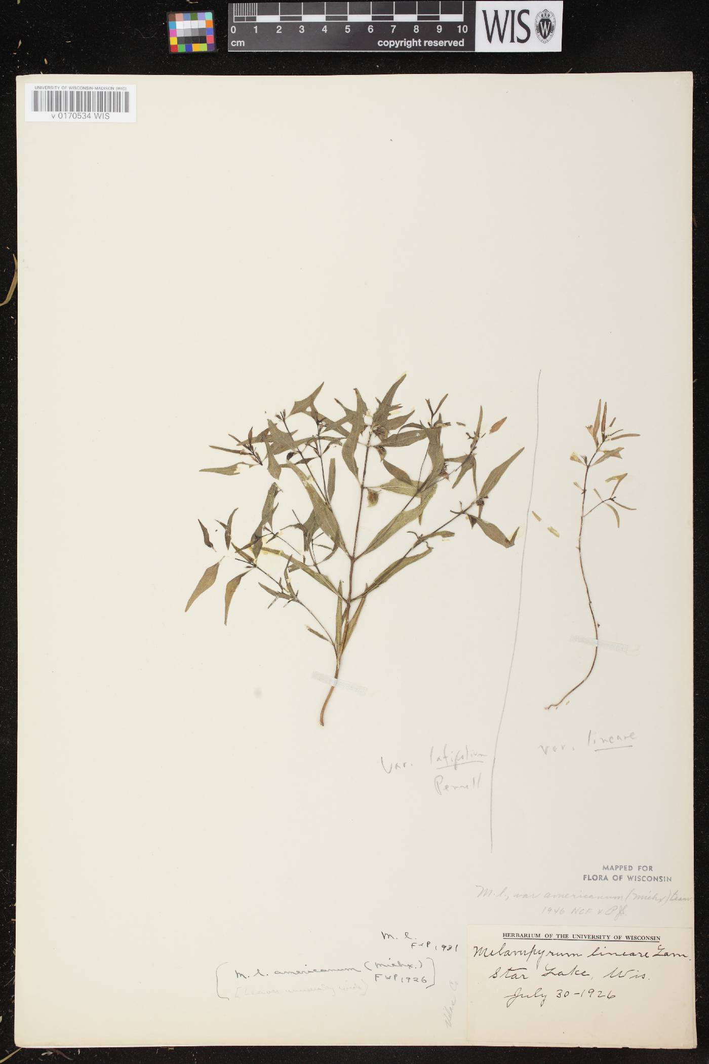 Melampyrum lineare image