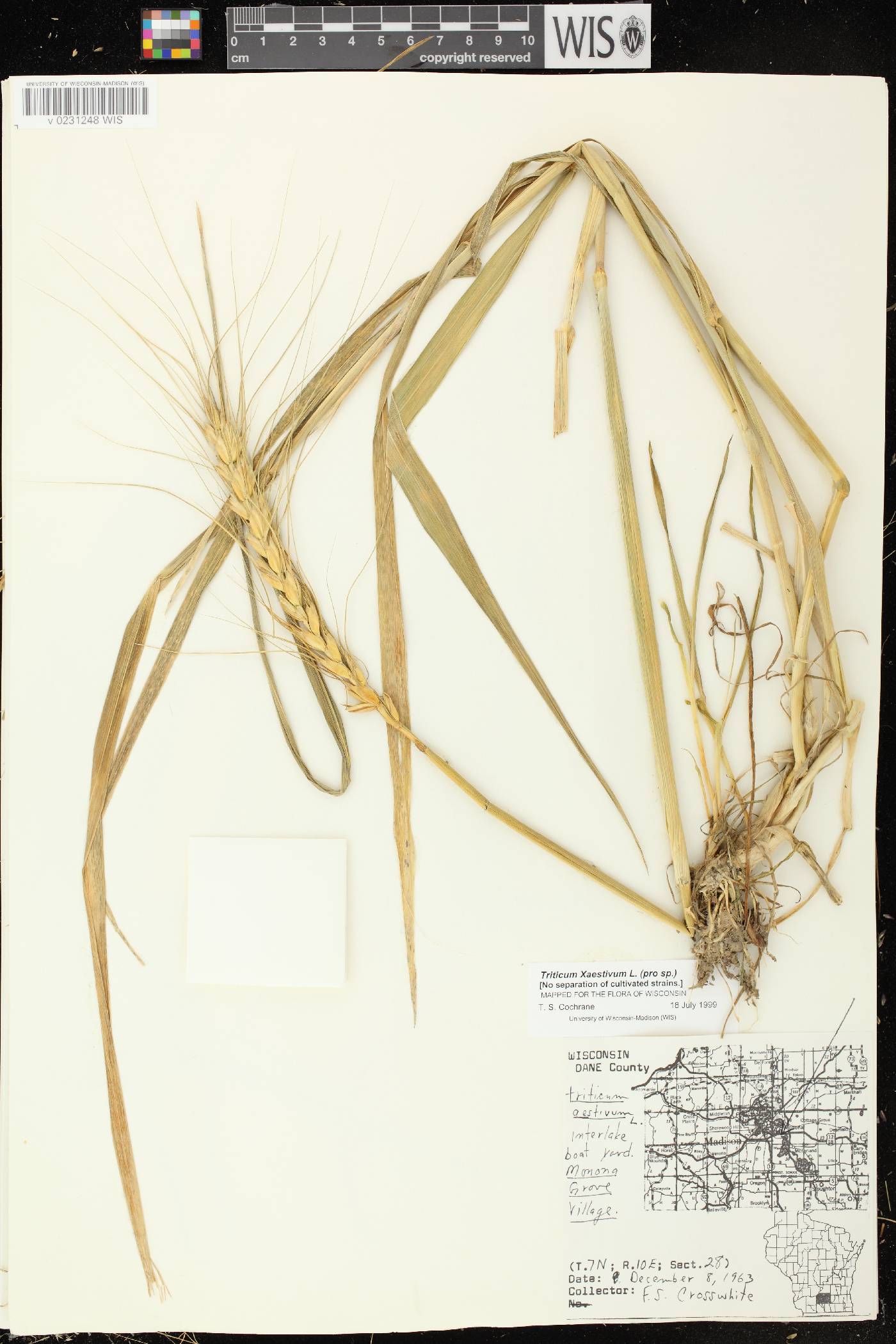 Triticum aestivum image