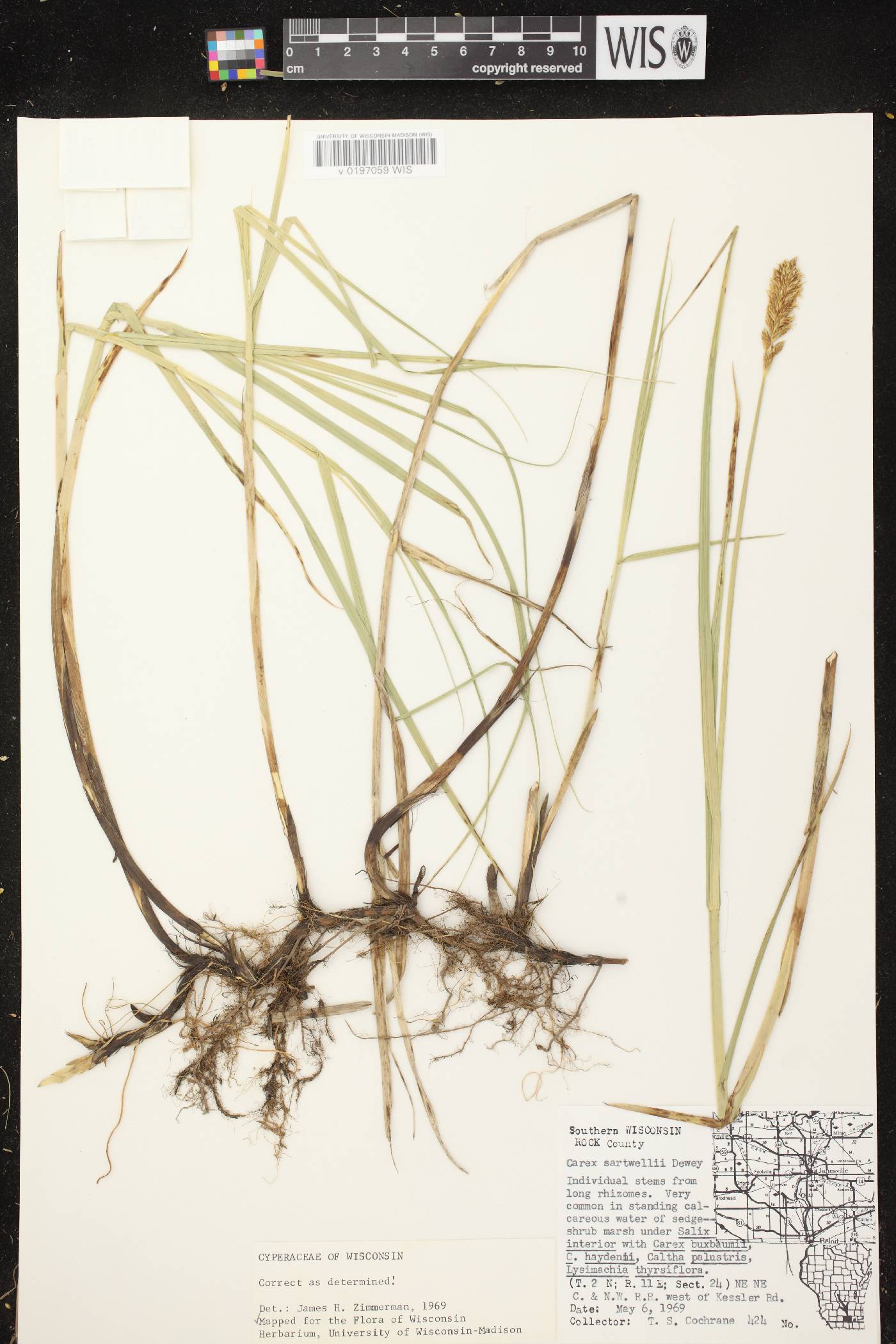 Carex sartwellii image