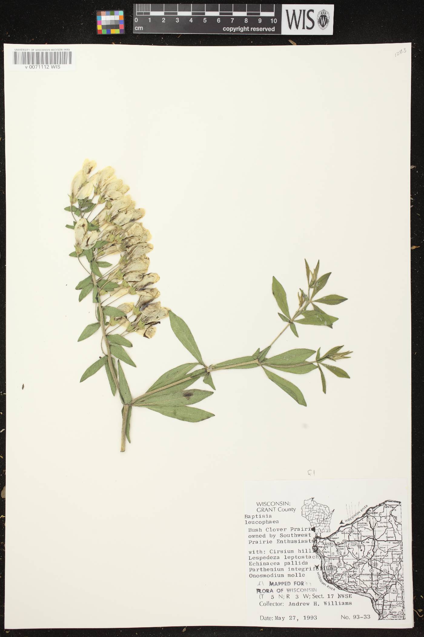 Baptisia leucophaea image
