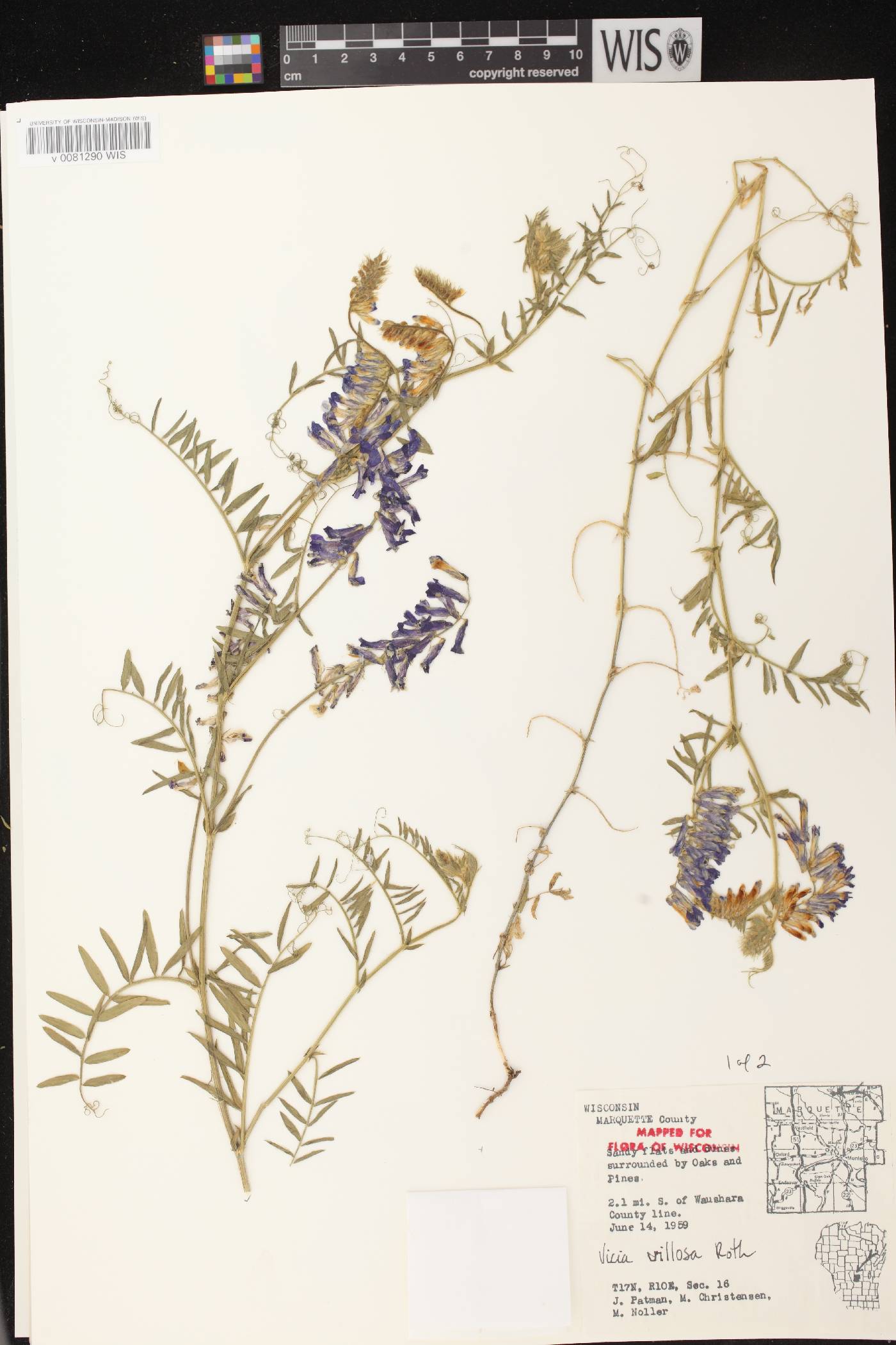 Vicia villosa image