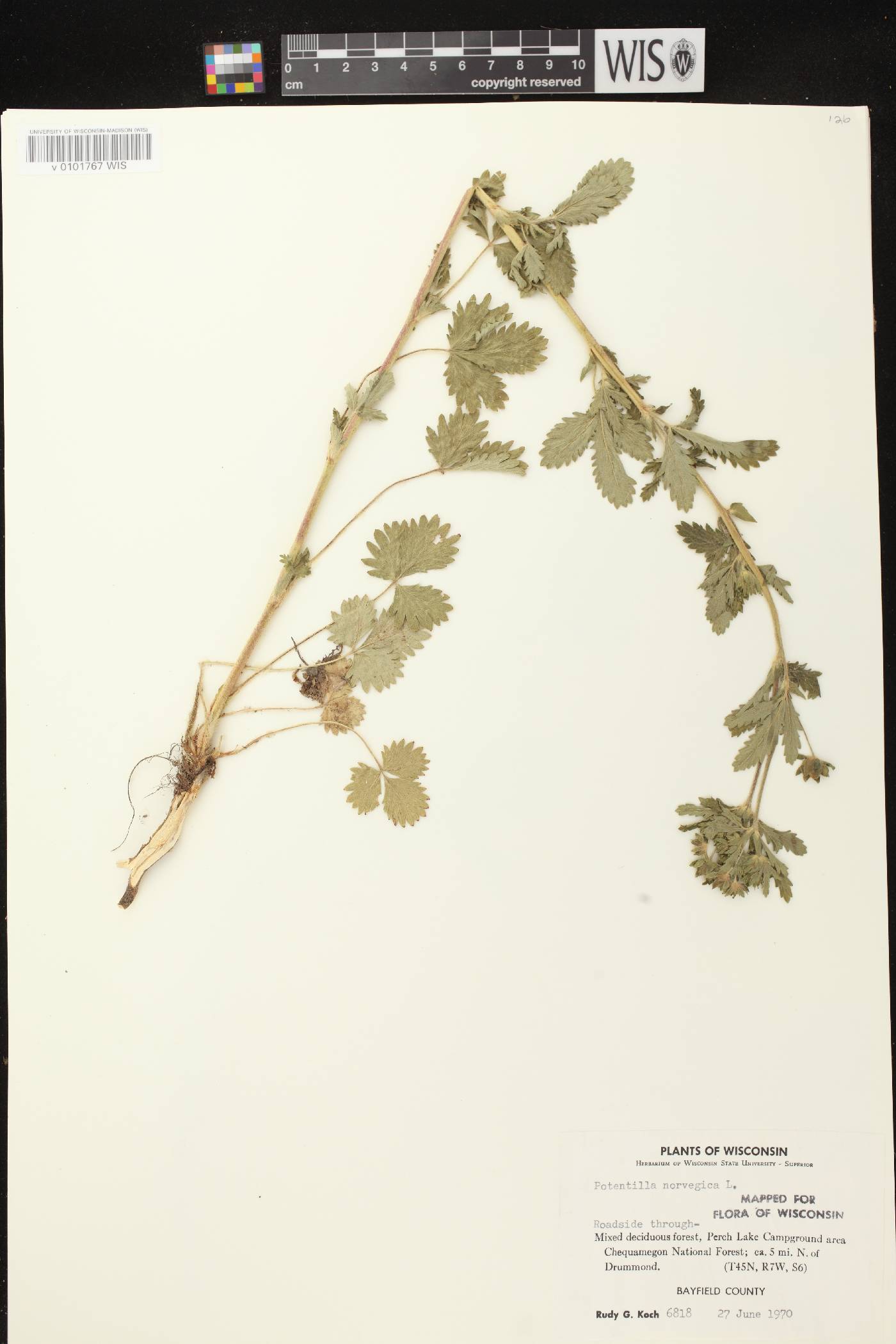 Potentilla norvegica image