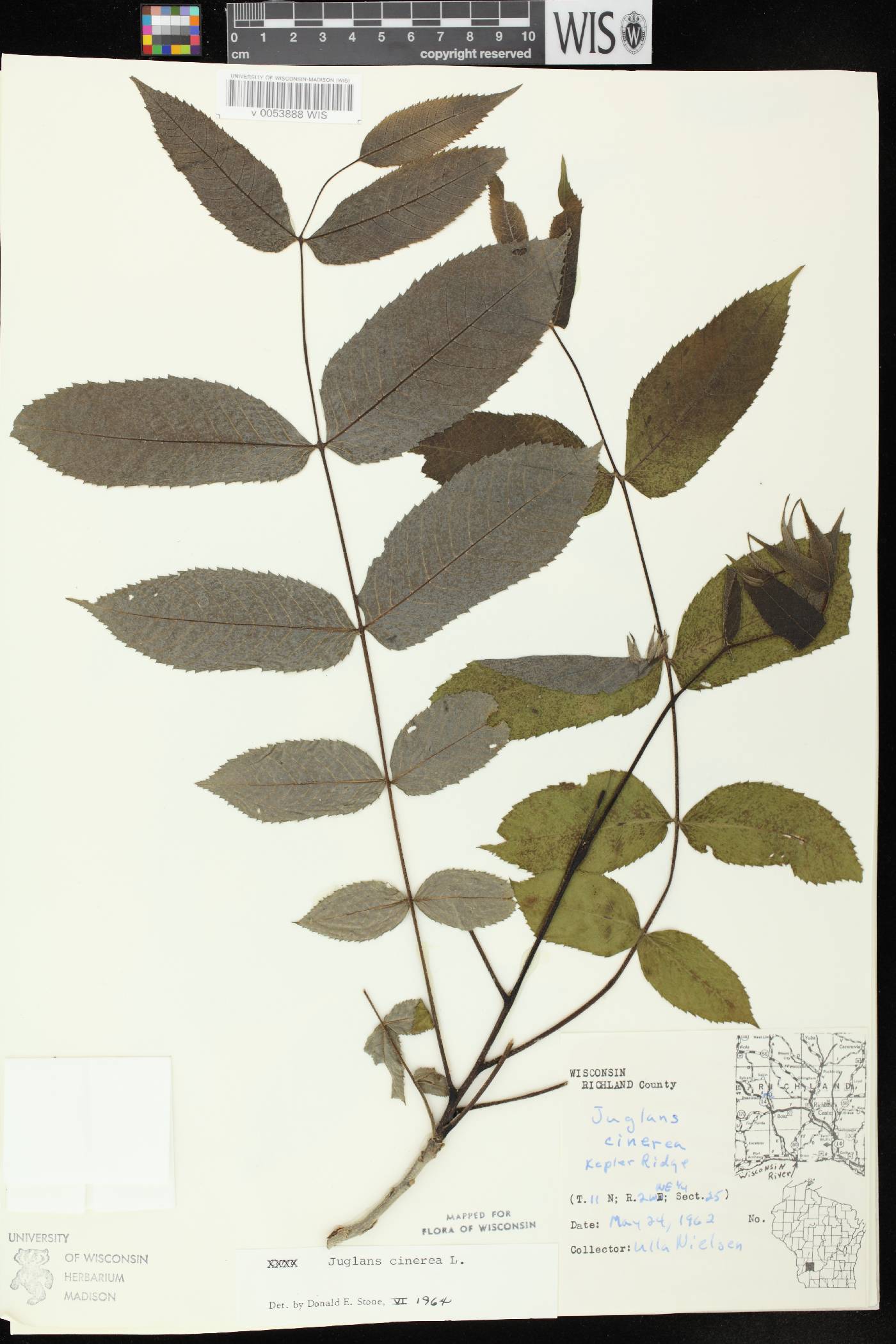 Juglans cinerea image