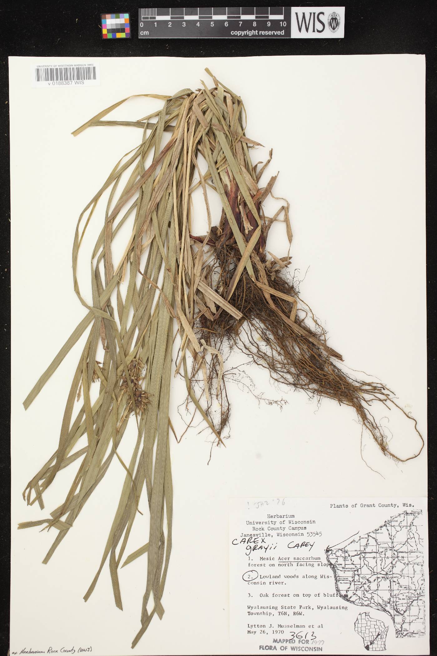 Carex grayi image