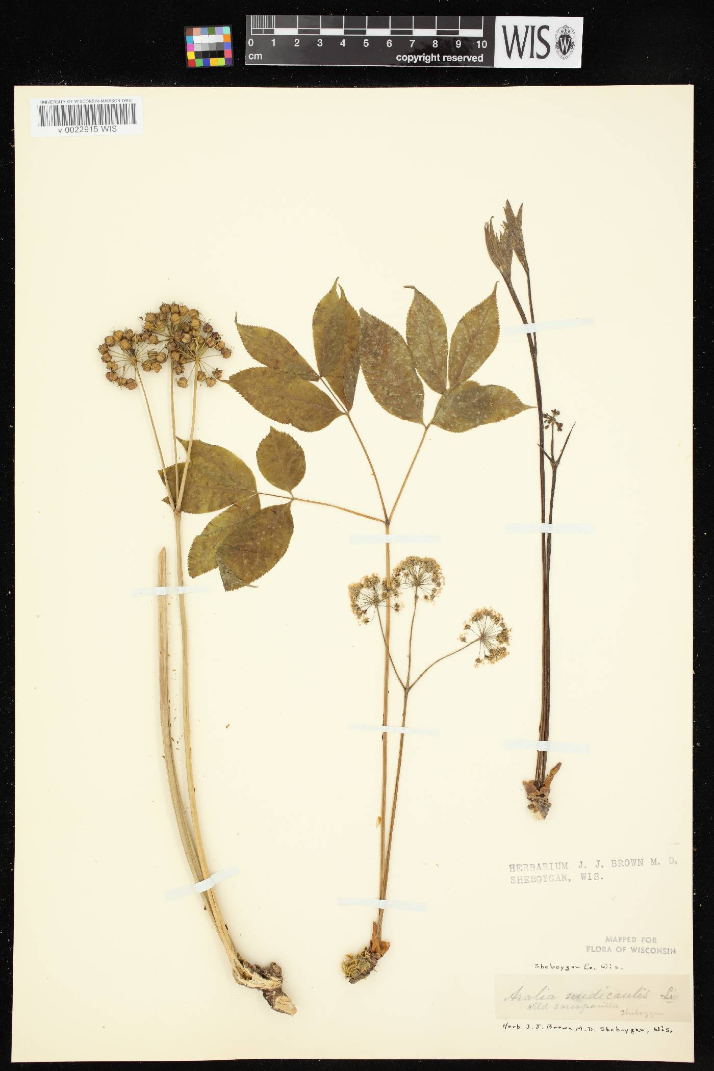 Aralia nudicaulis image