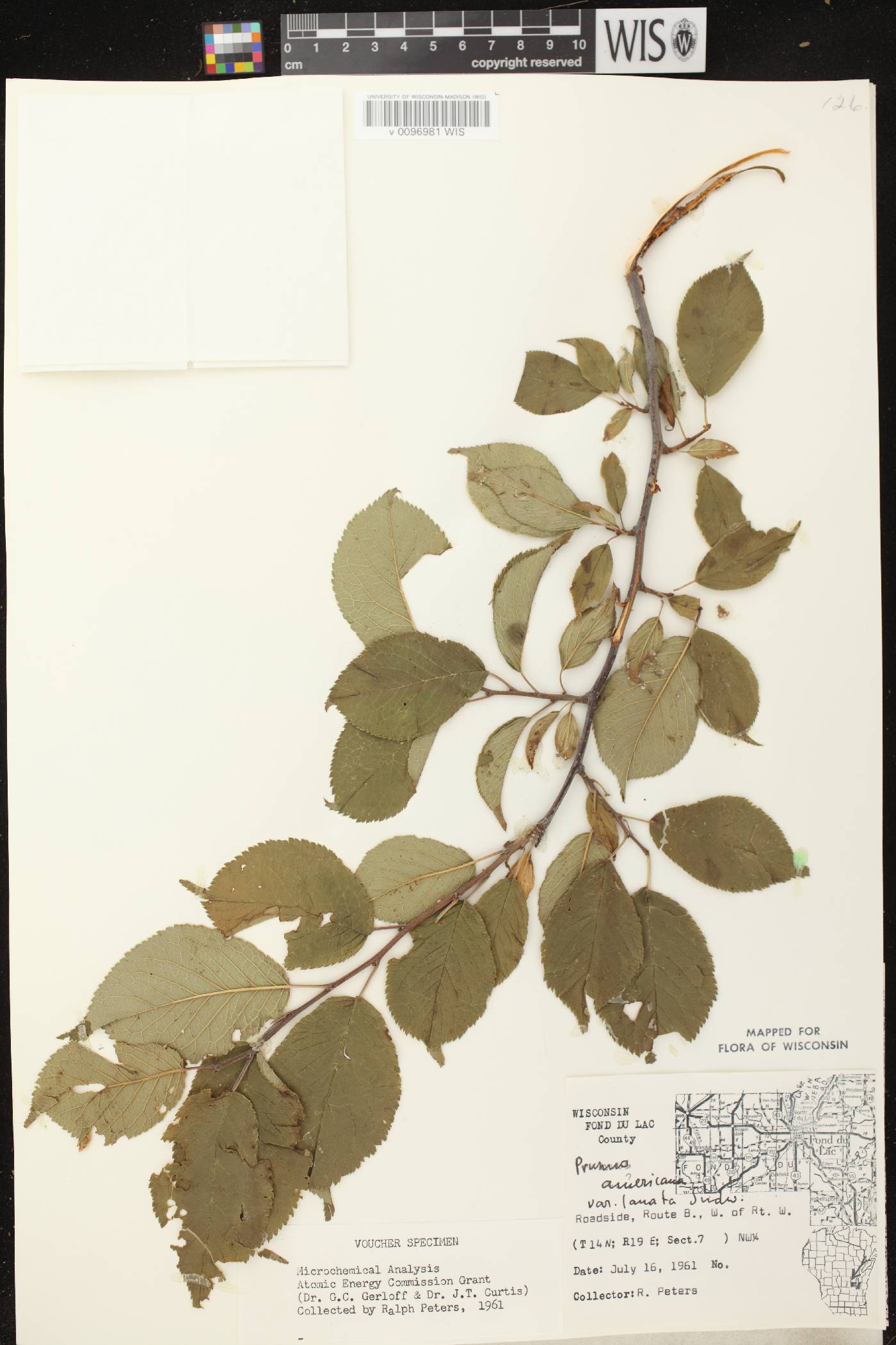 Prunus americana image