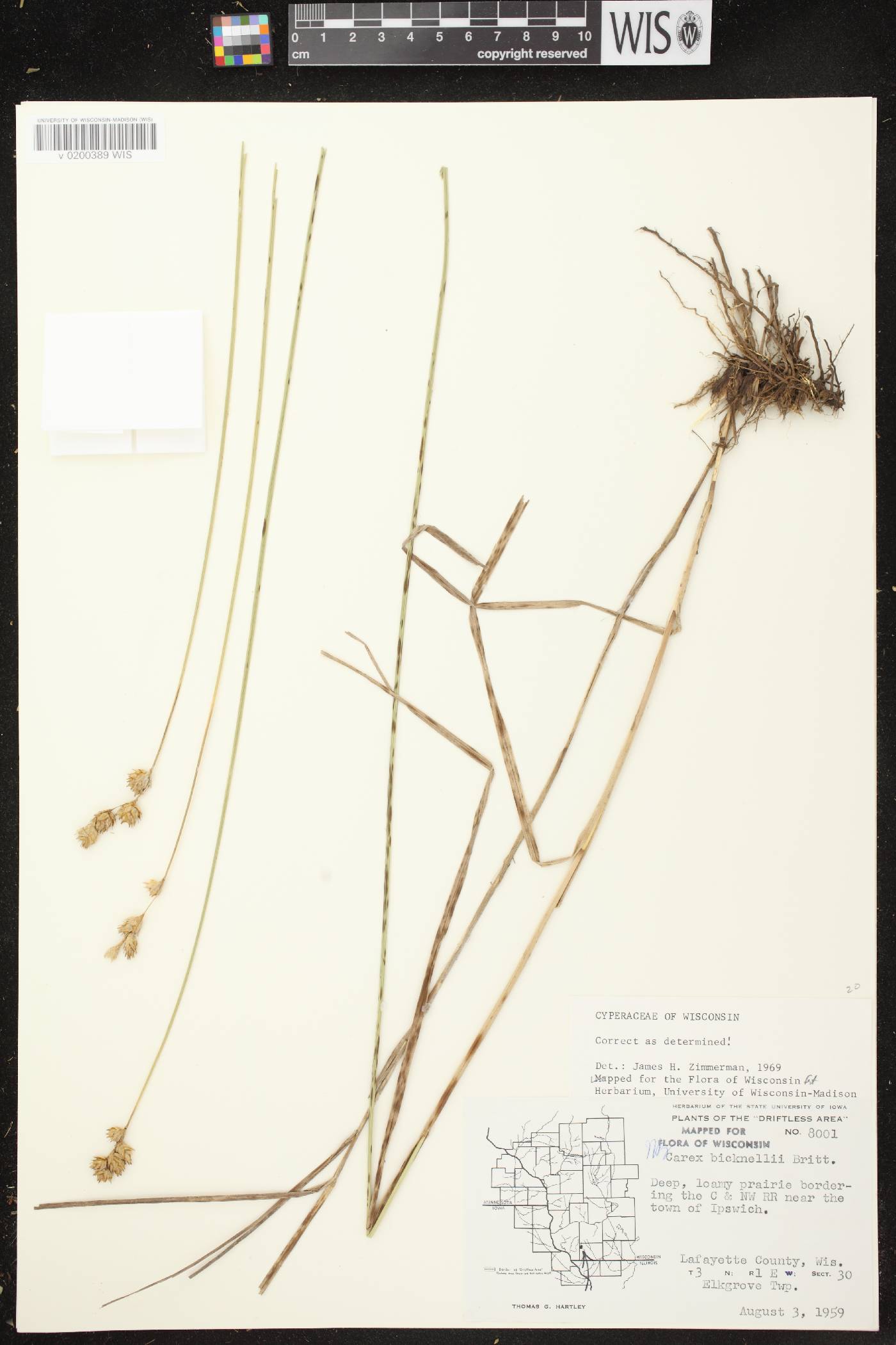 Carex bicknellii image