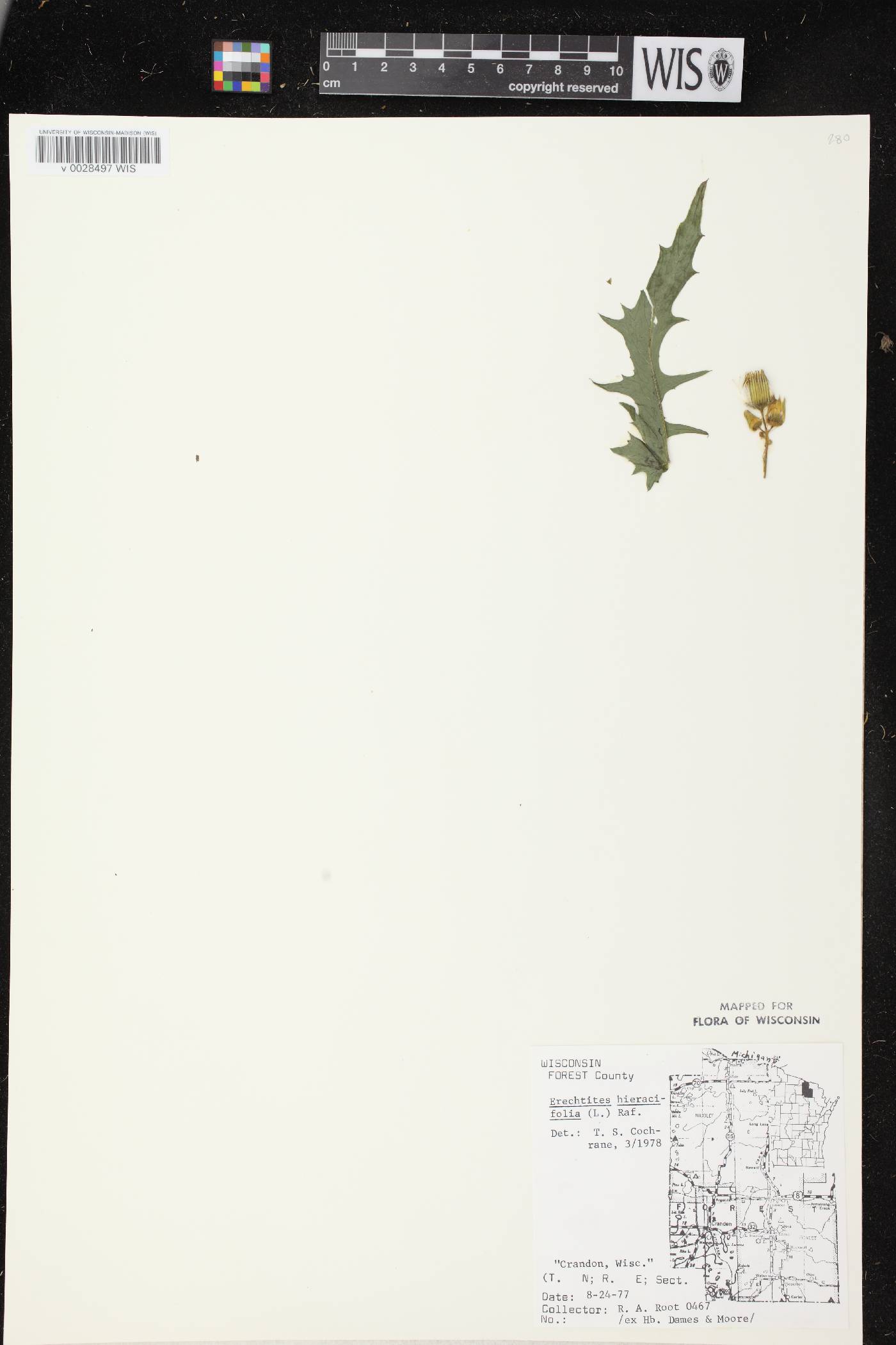 Erechtites hieracifolius image