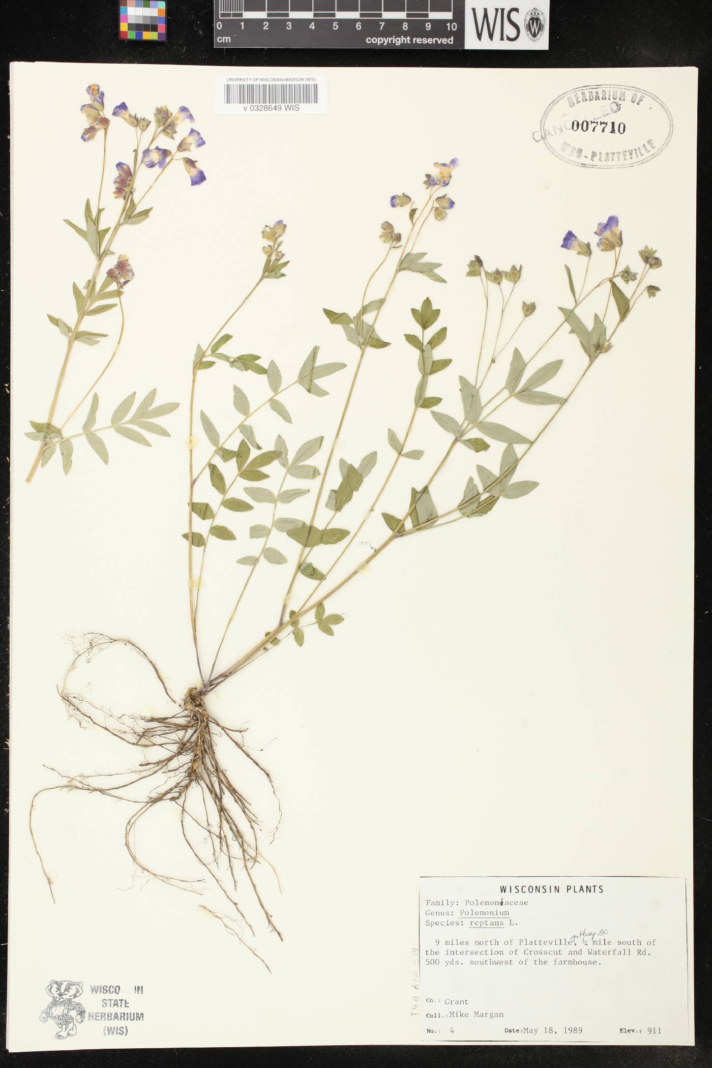 Polemonium reptans var. reptans image