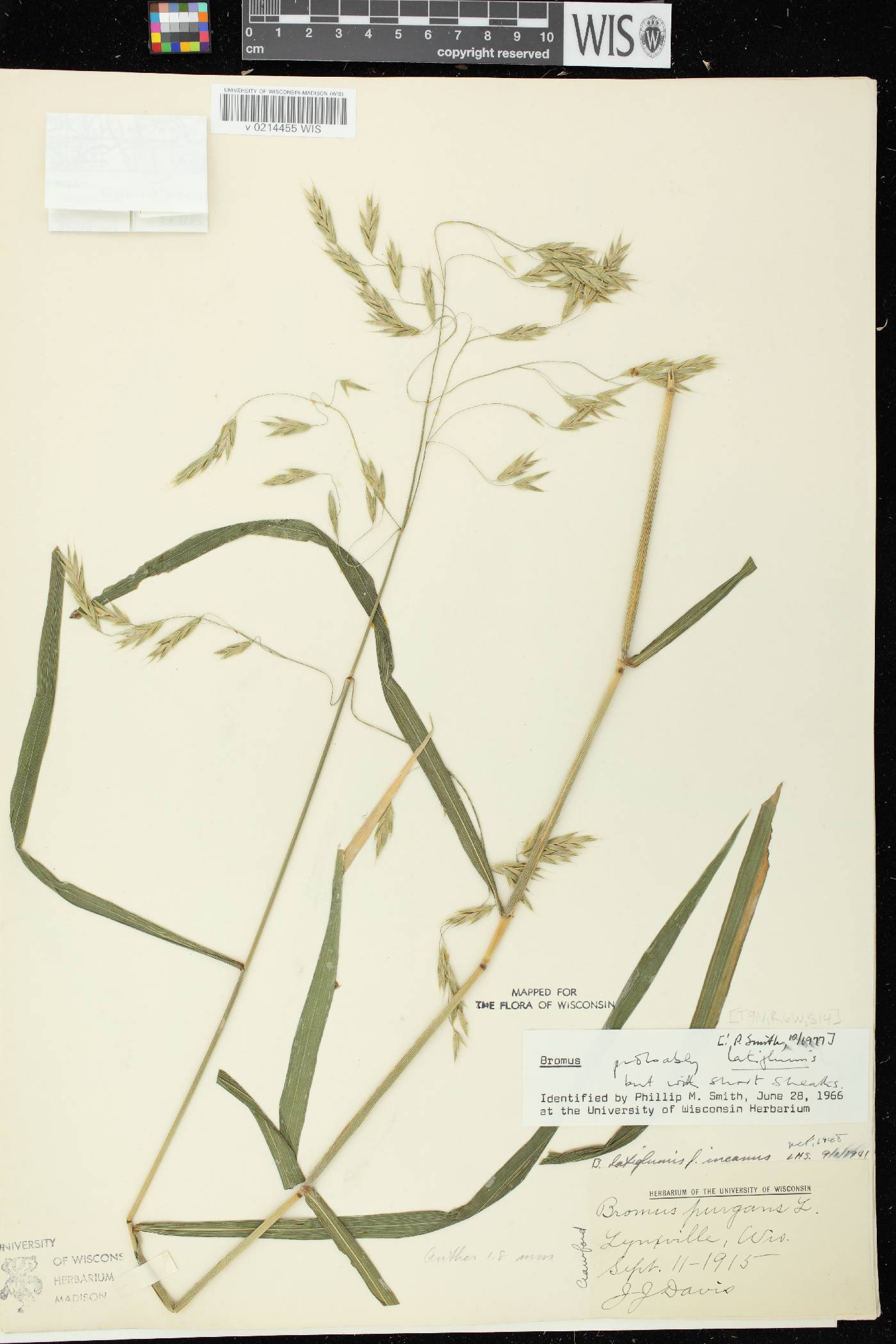 Bromus latiglumis image
