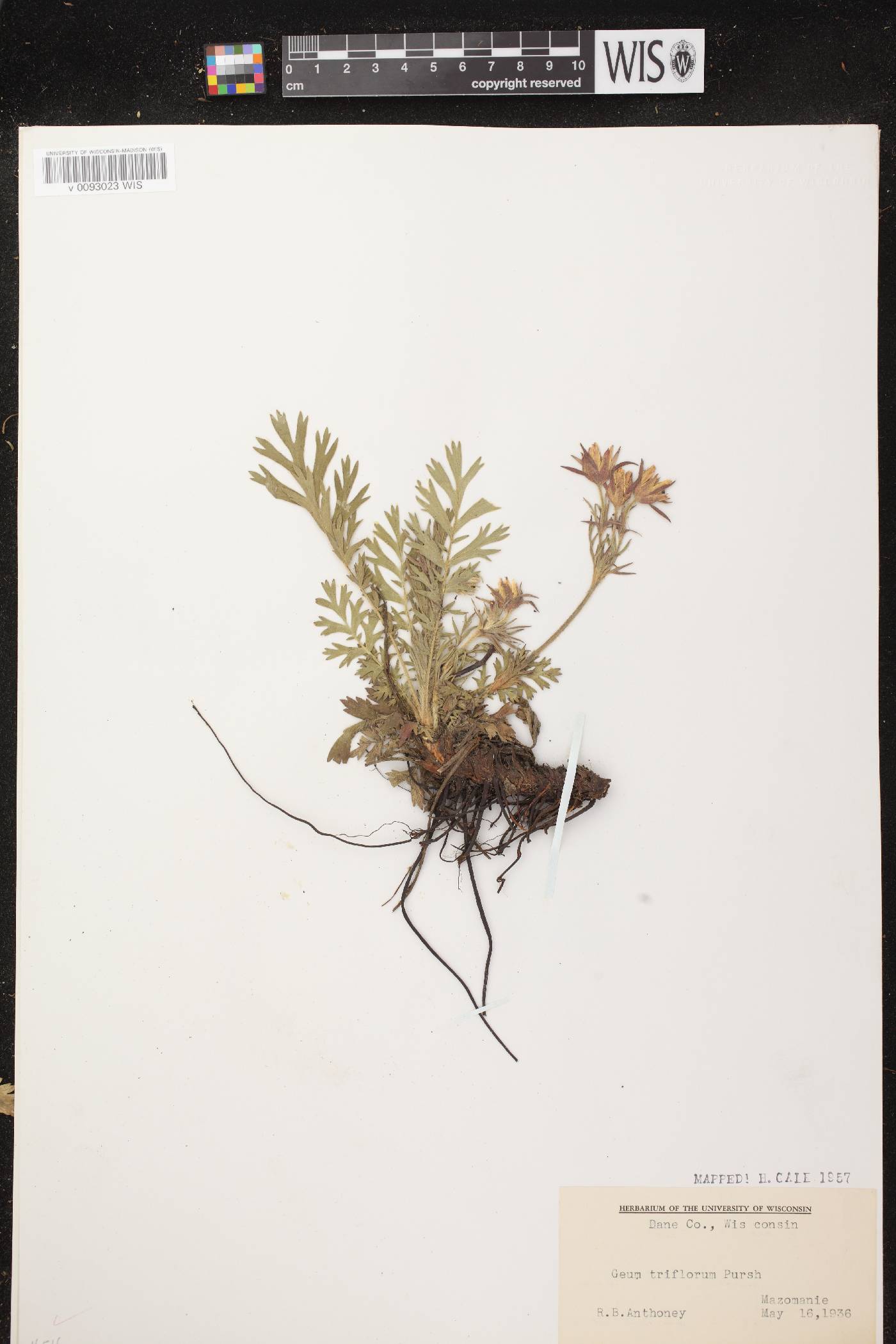 Geum triflorum var. triflorum image