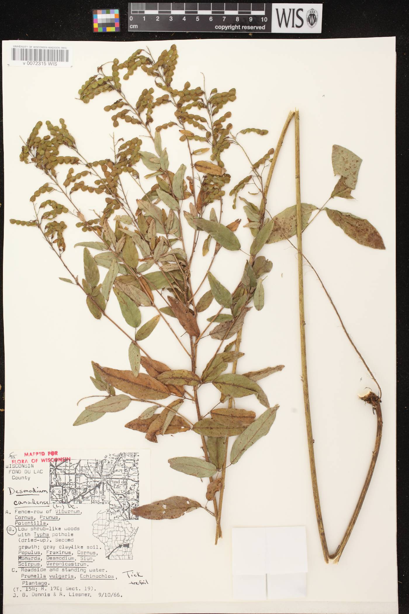 Desmodium canadense image