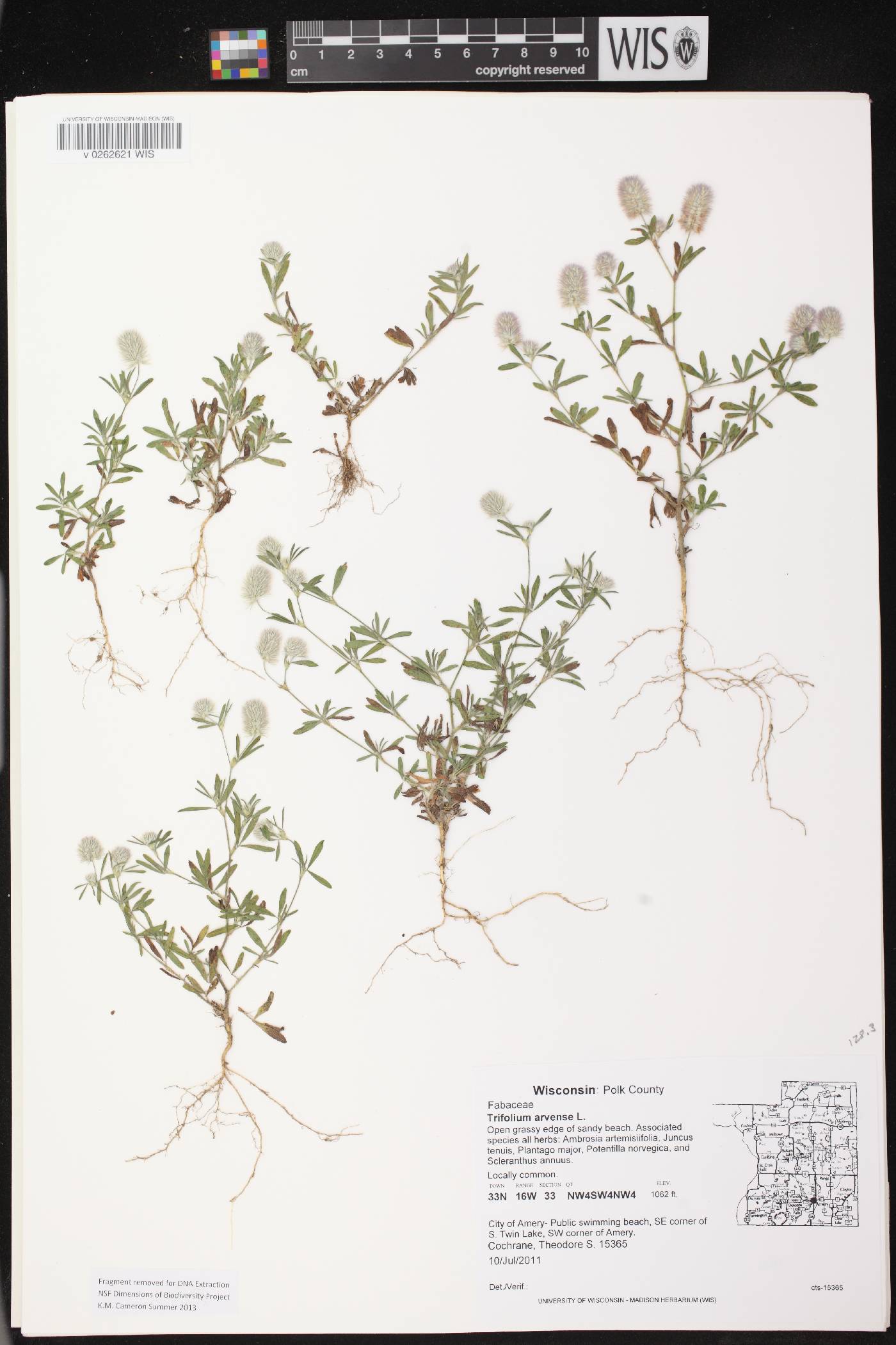 Trifolium arvense image