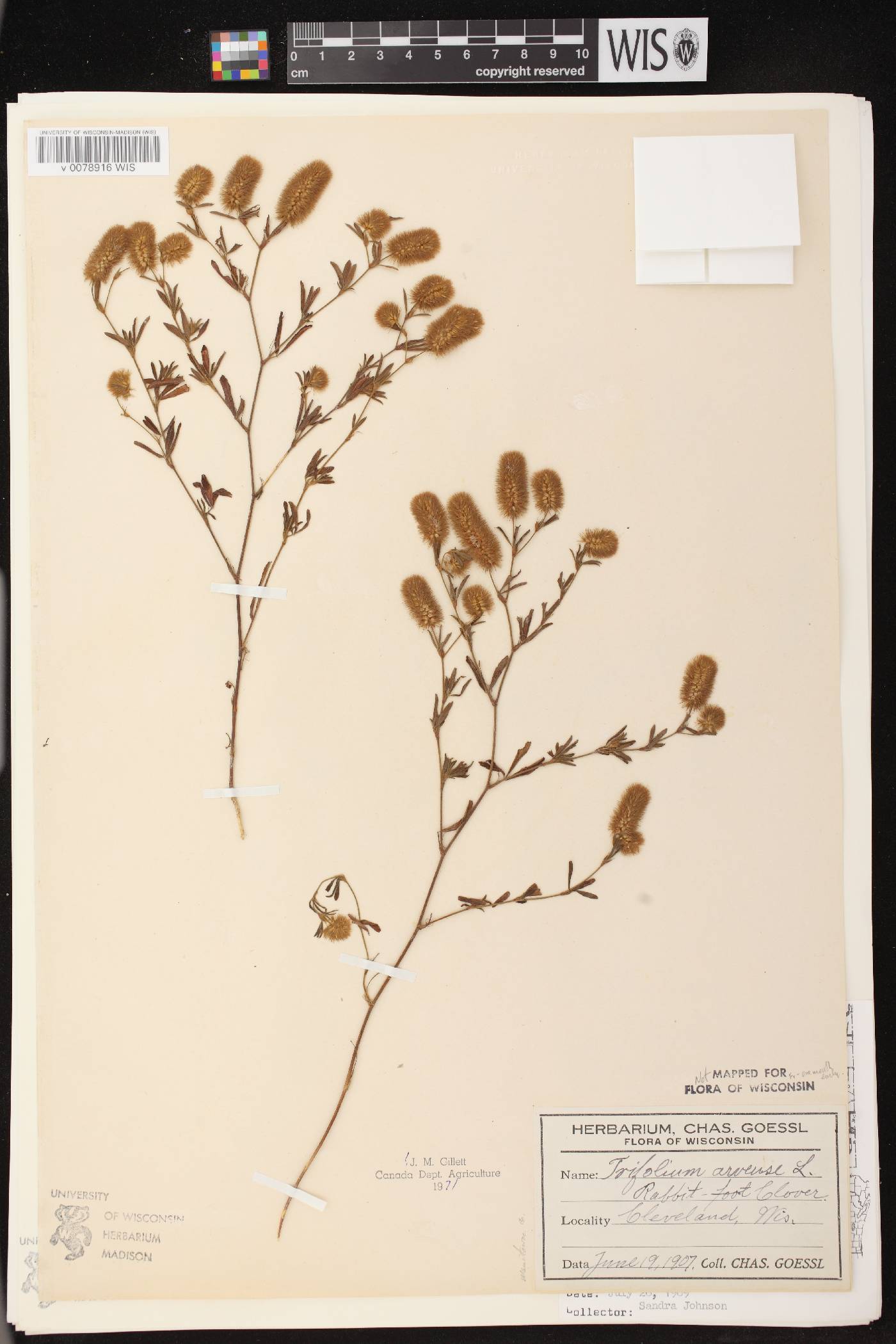 Trifolium arvense image