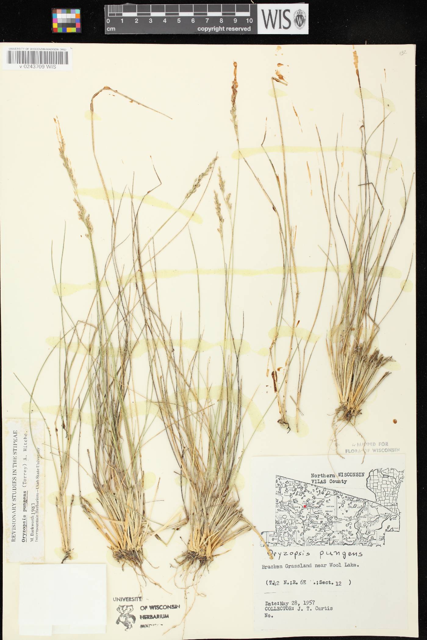 Piptatheropsis pungens image