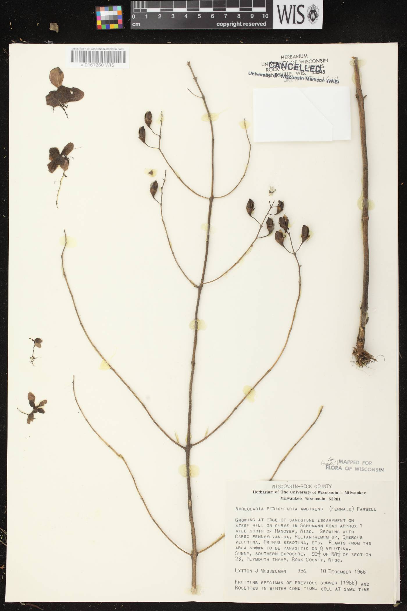 Aureolaria pedicularia image