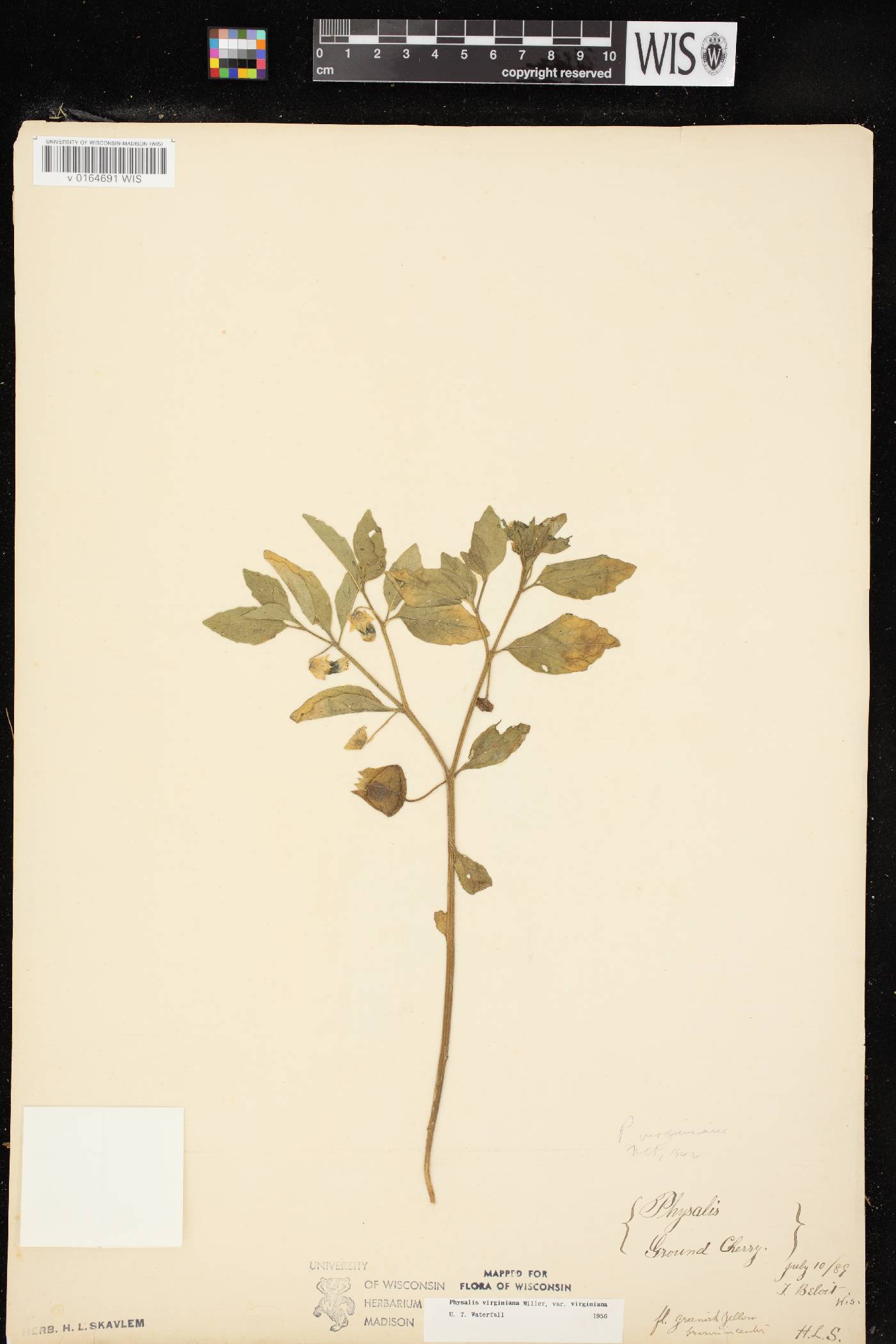Physalis virginiana var. virginiana image