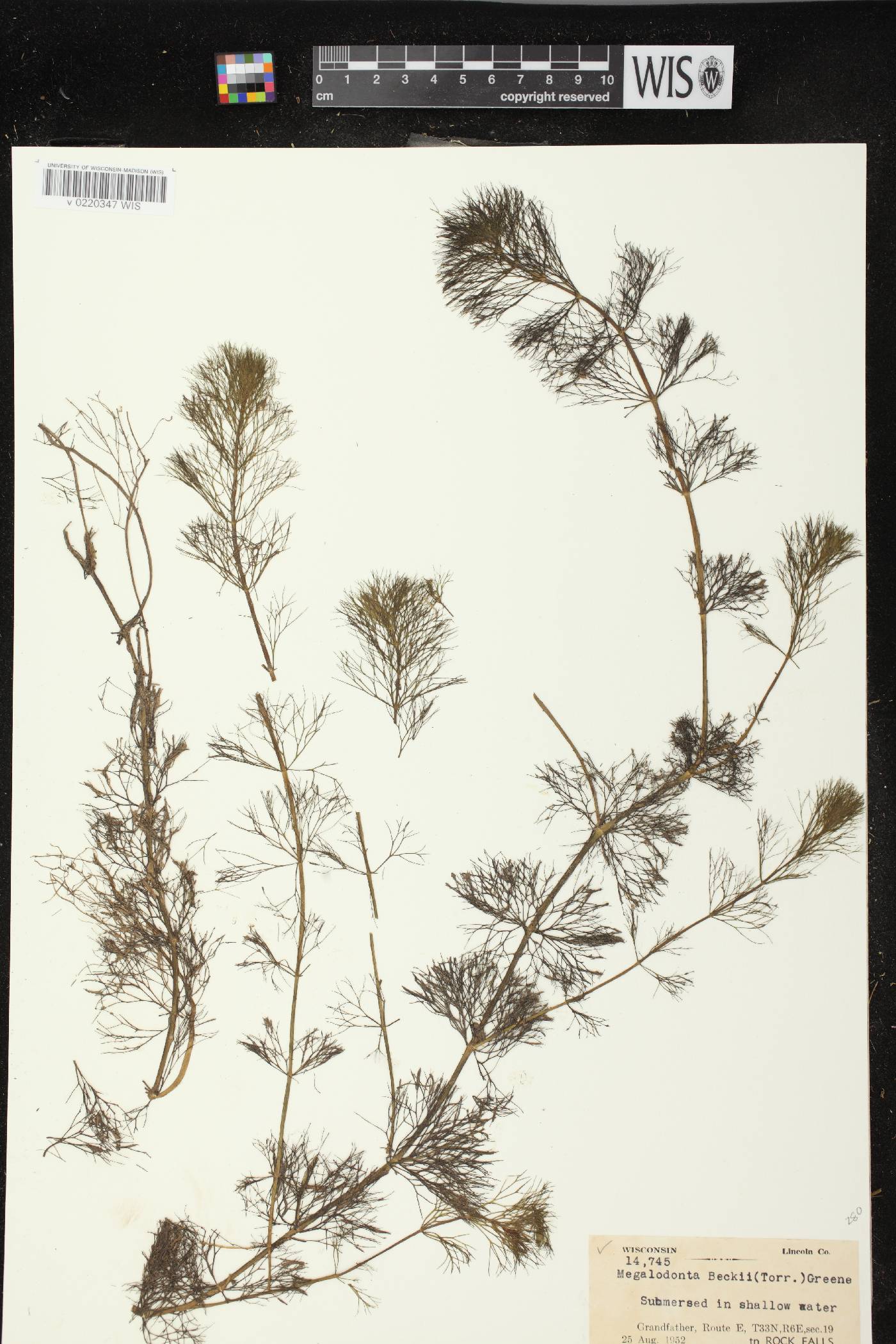 Bidens beckii image