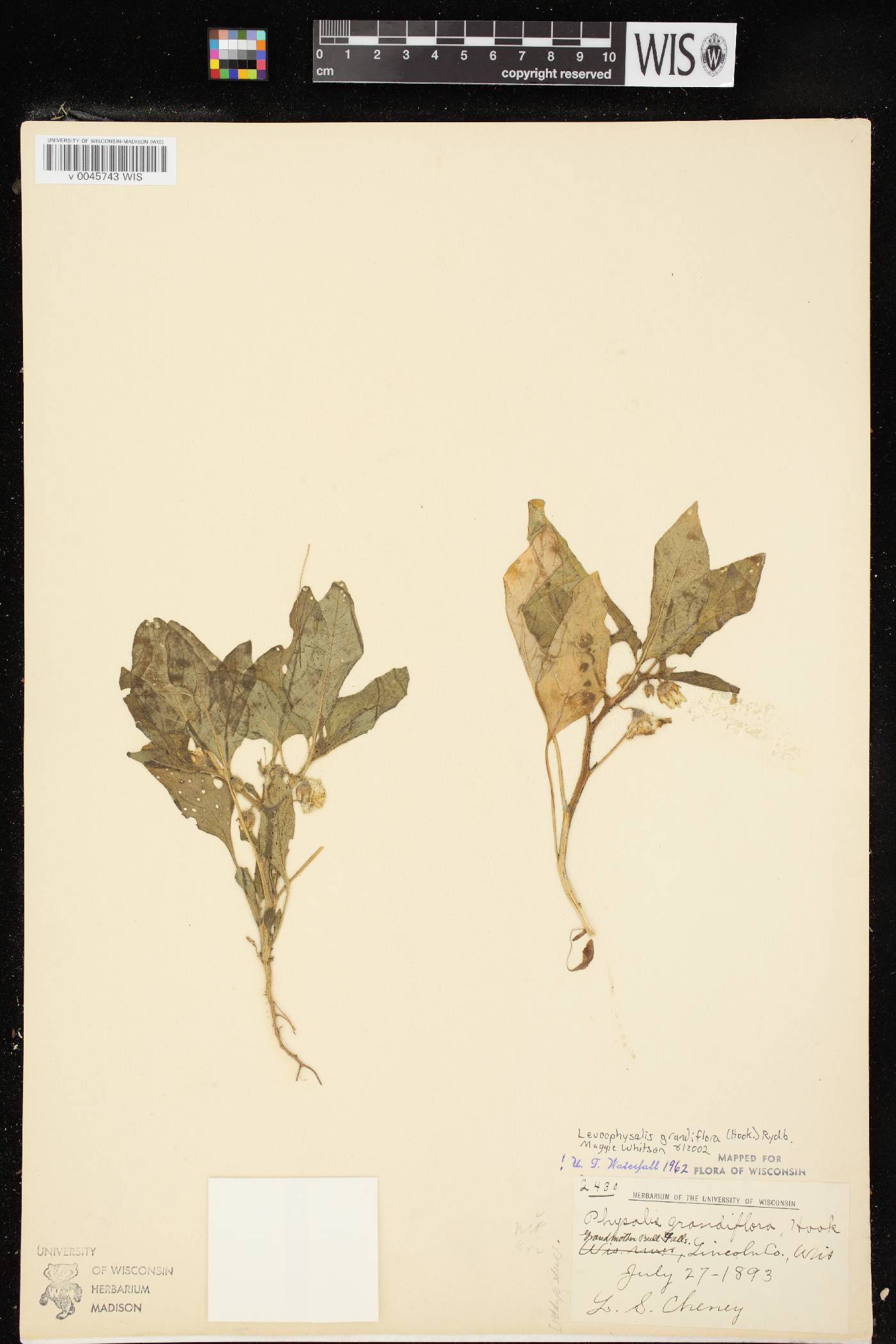 Leucophysalis grandiflora image