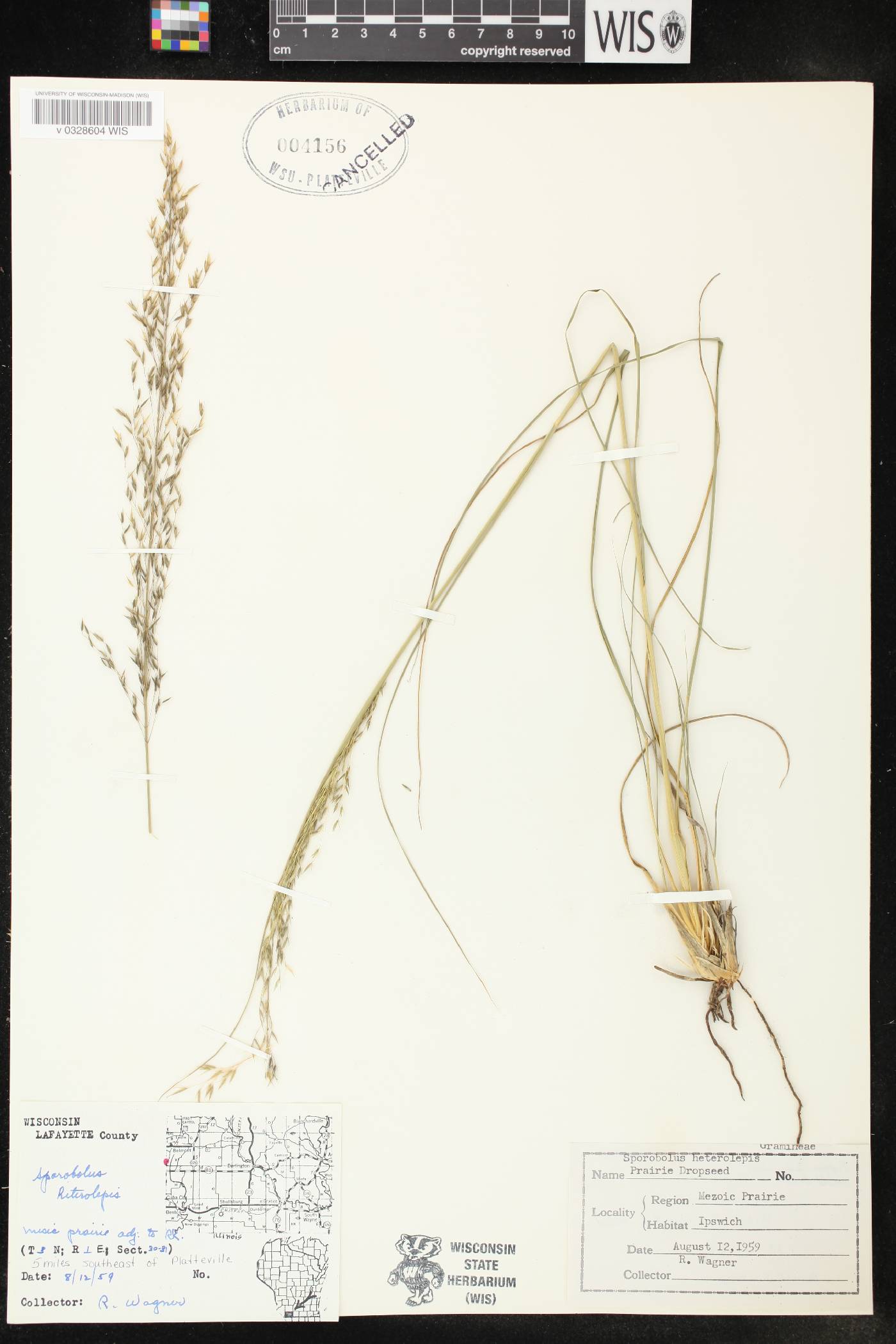 Sporobolus heterolepis image