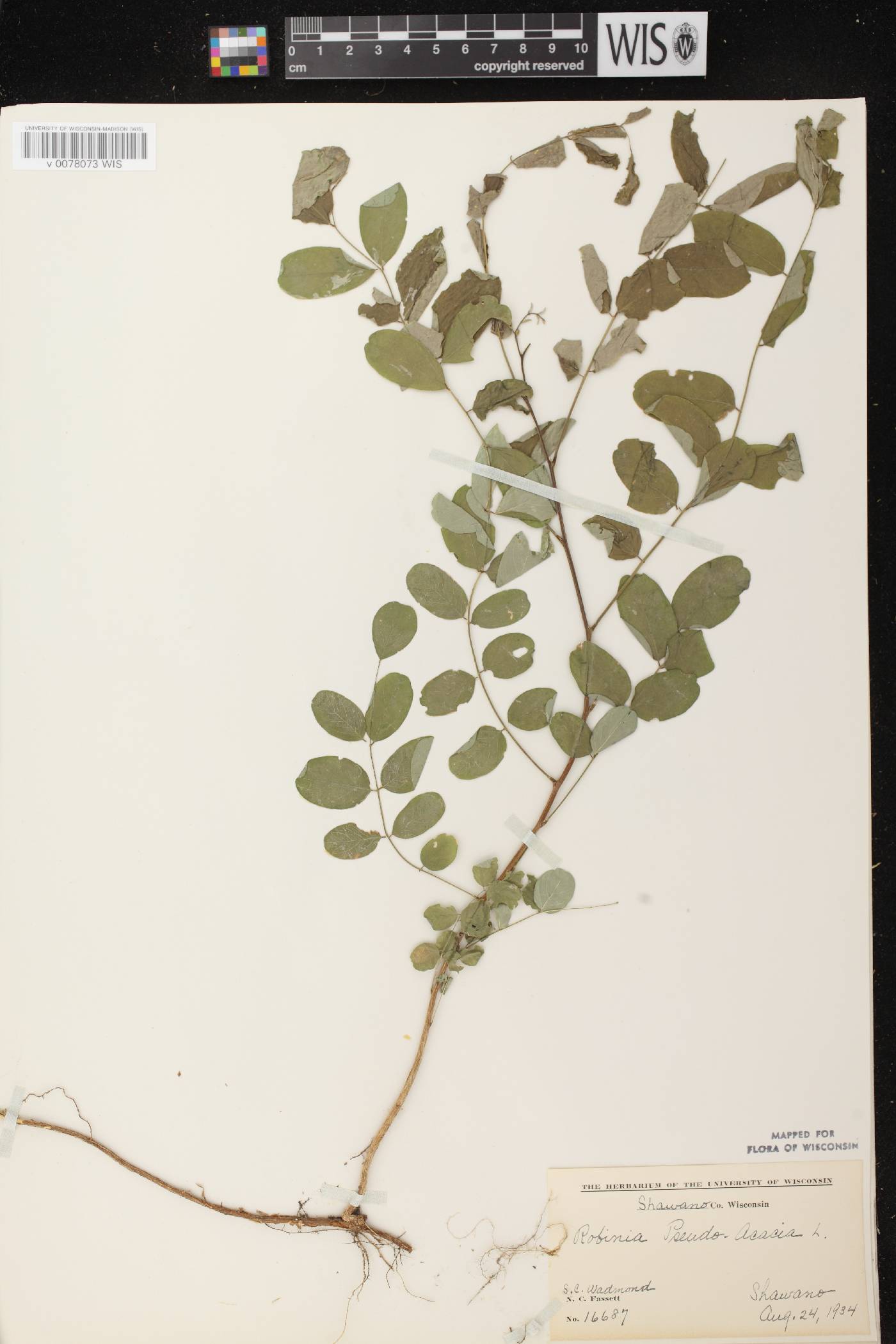 Robinia pseudoacacia image