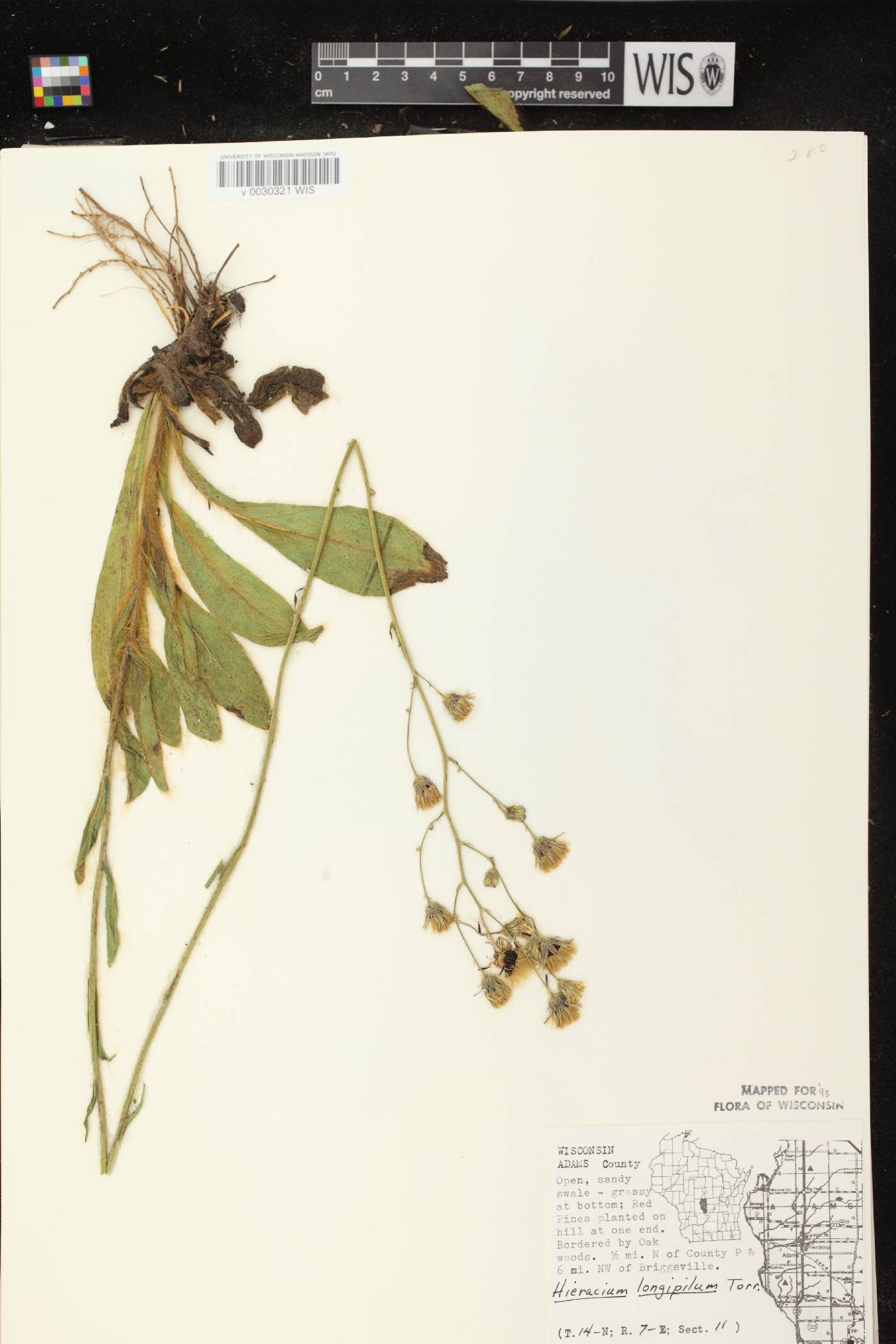 Hieracium longipilum image