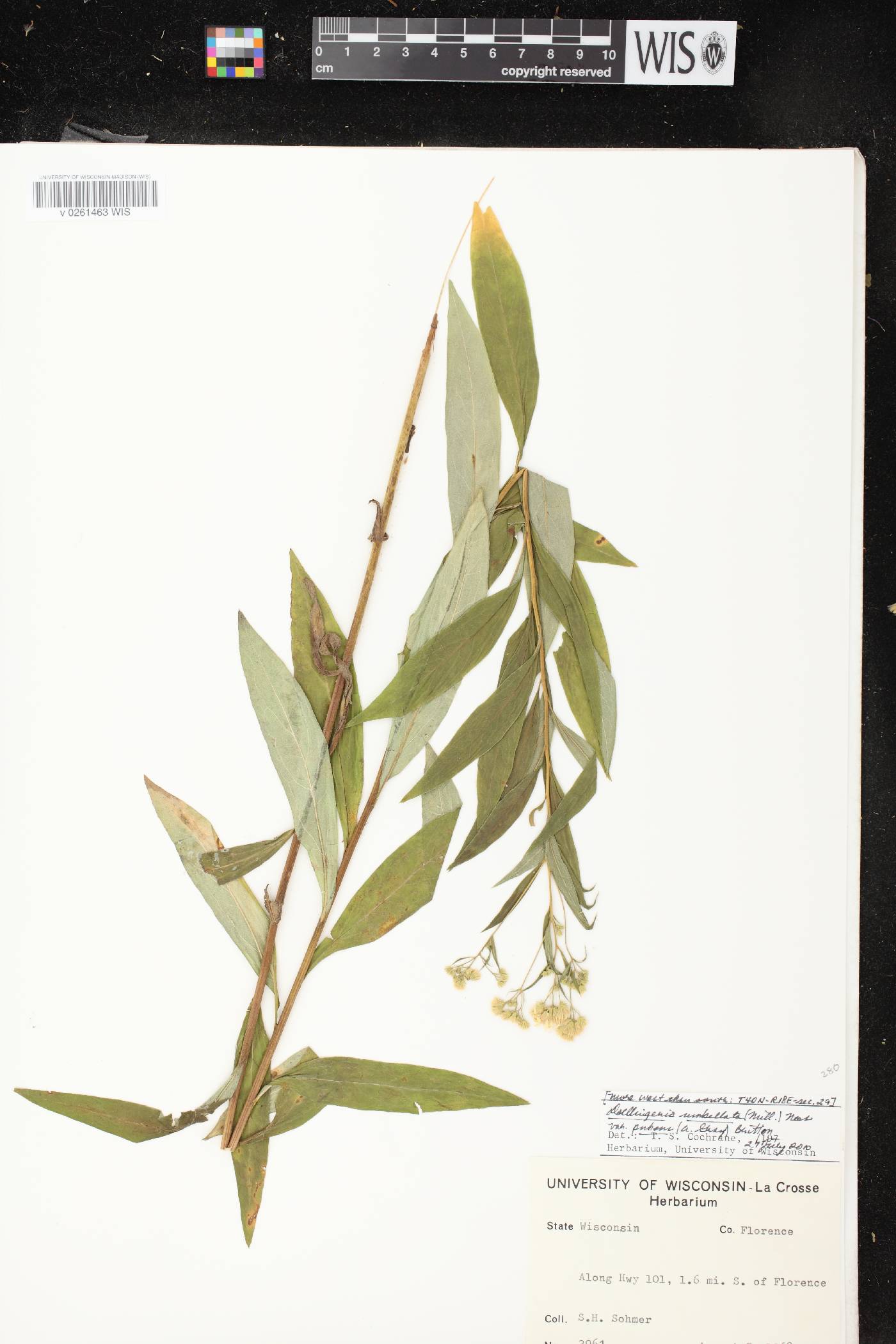Doellingeria umbellata var. pubens image