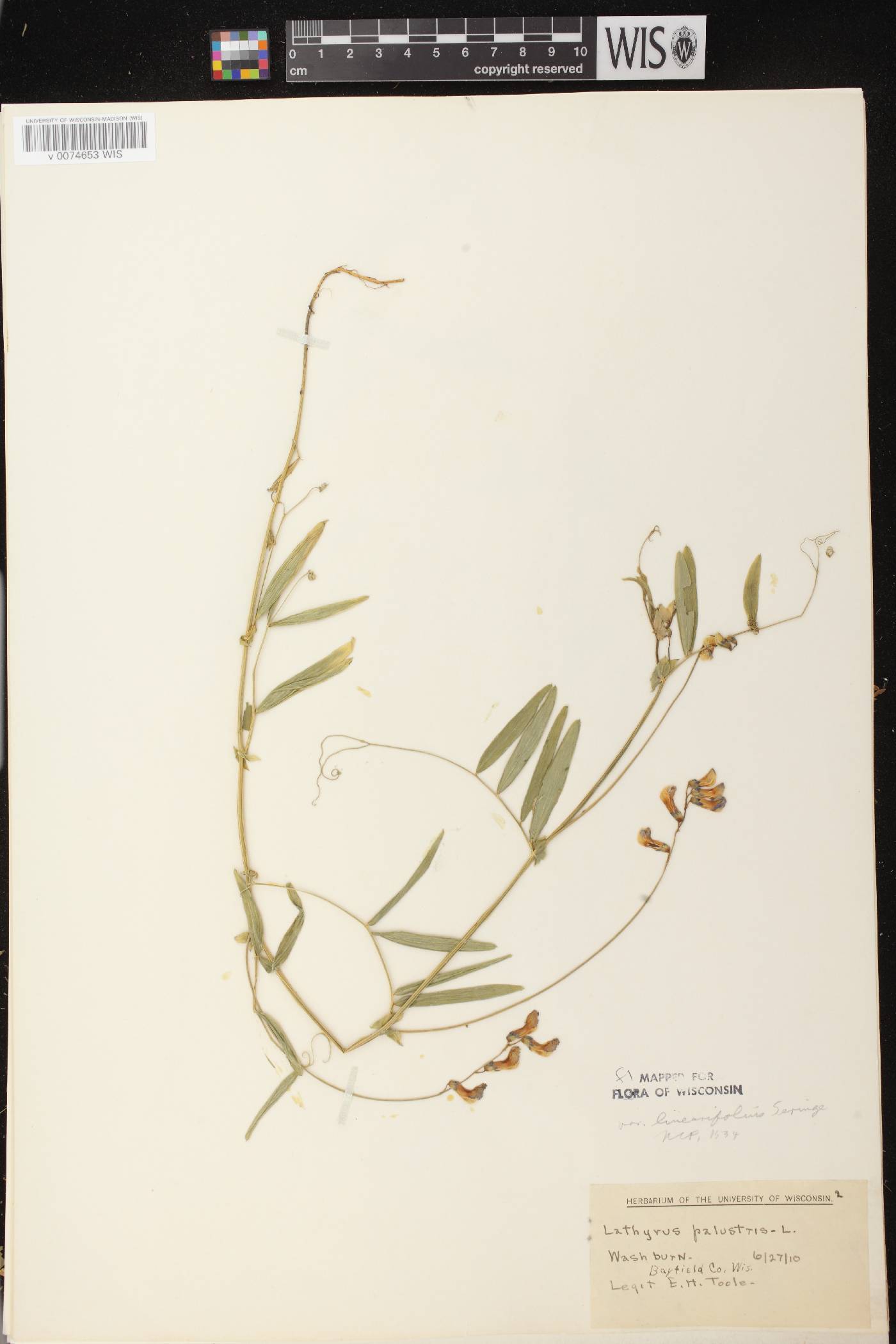 Lathyrus palustris image