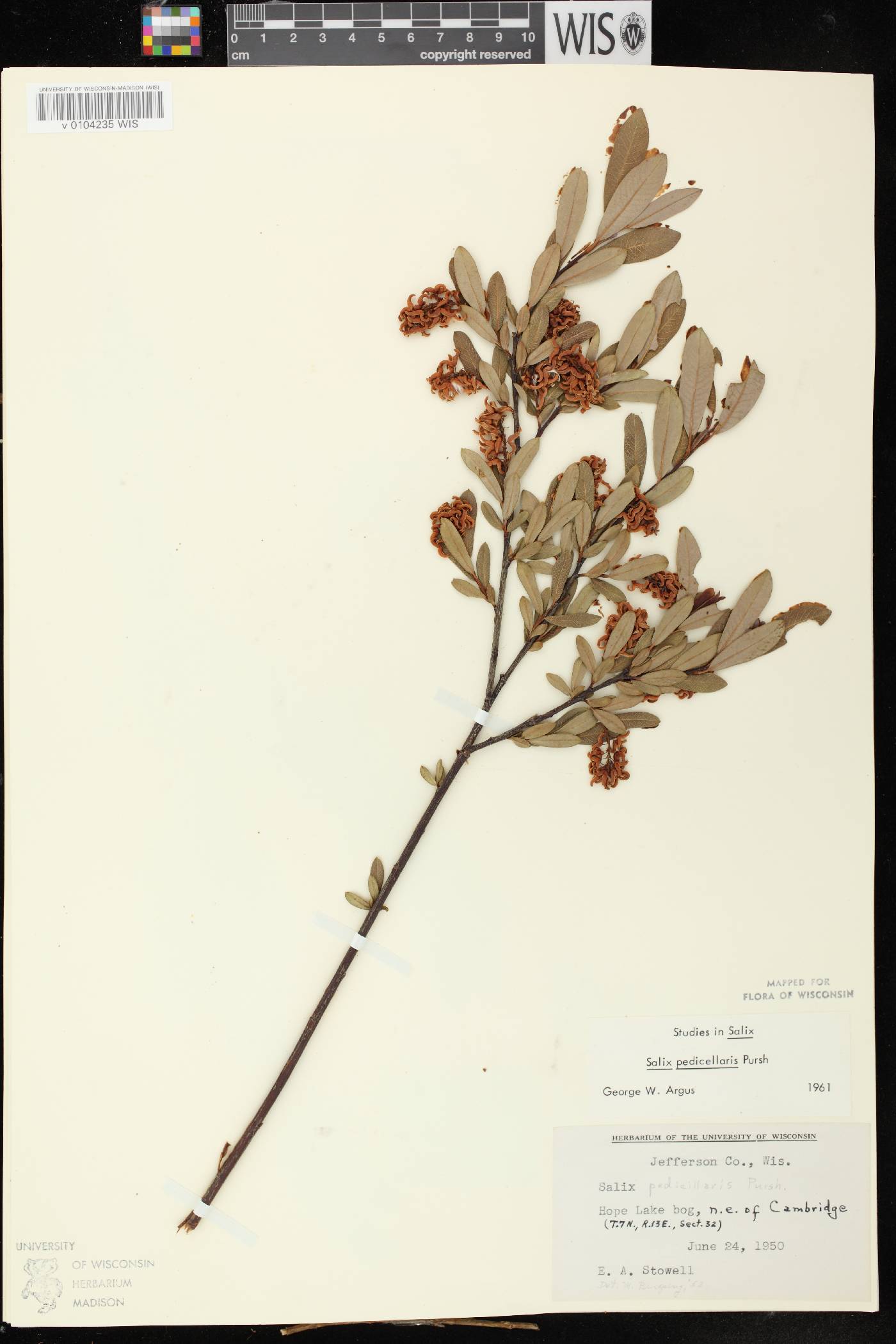 Salix pedicellaris image