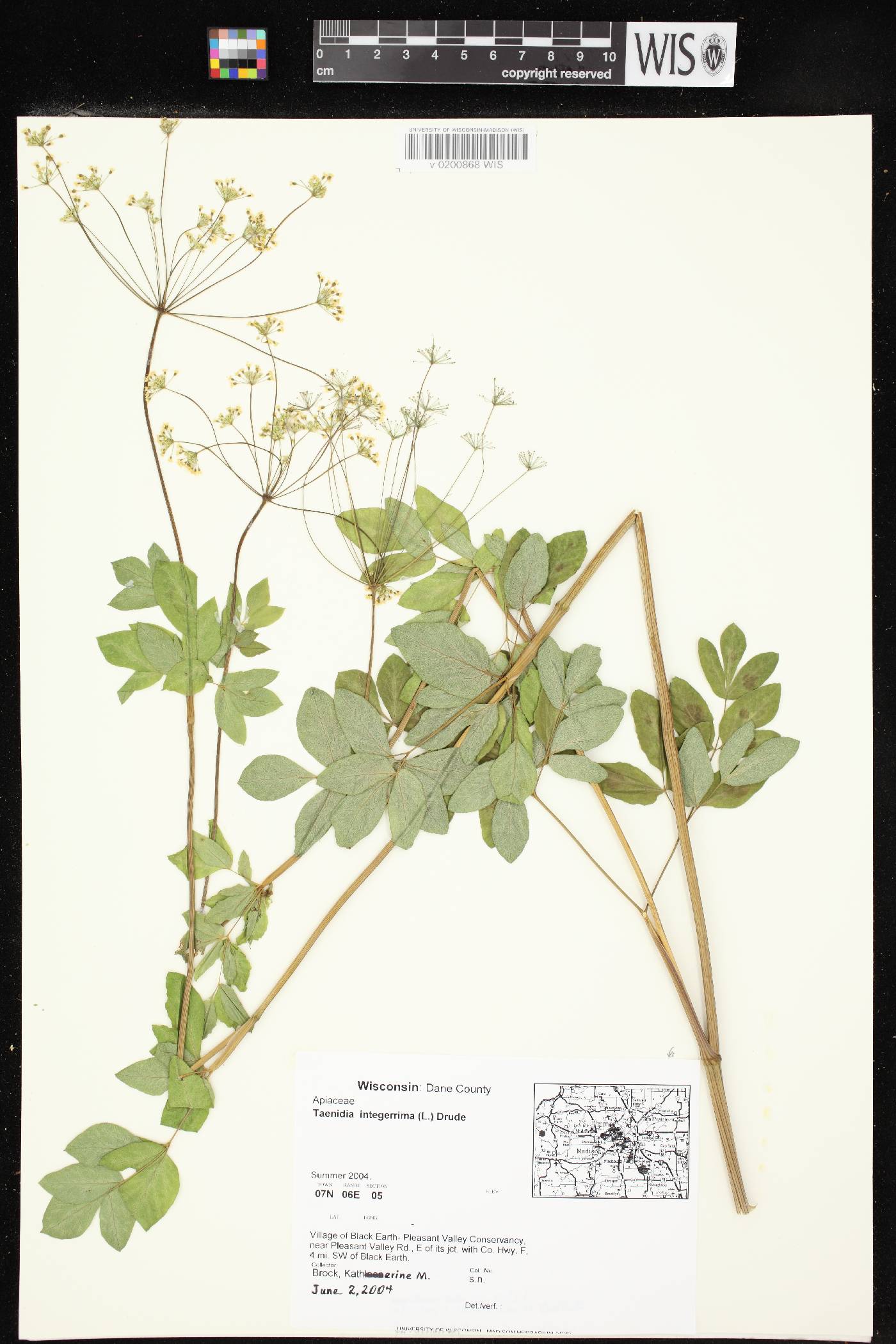 Taenidia integerrima image