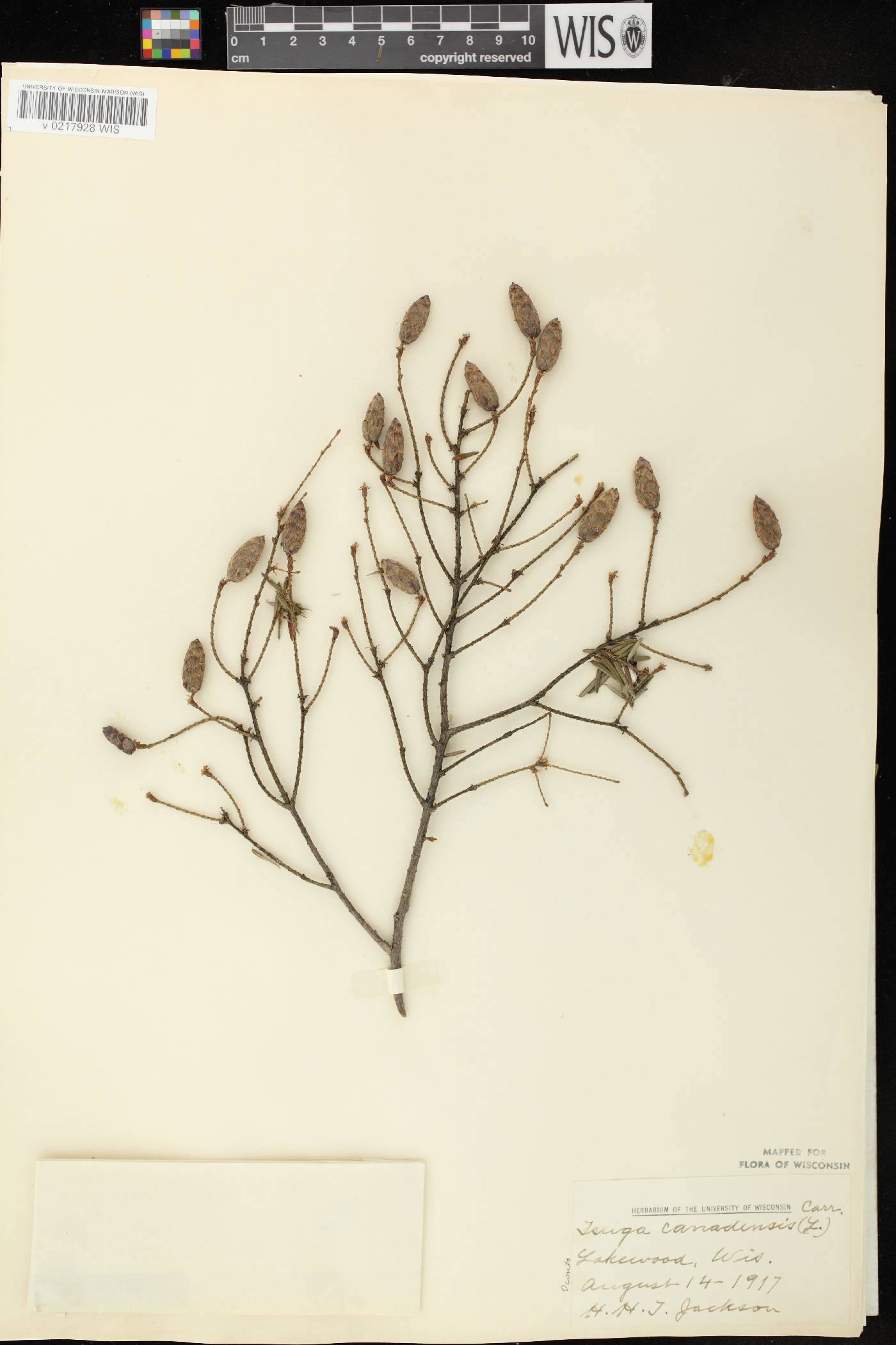 Tsuga canadensis image