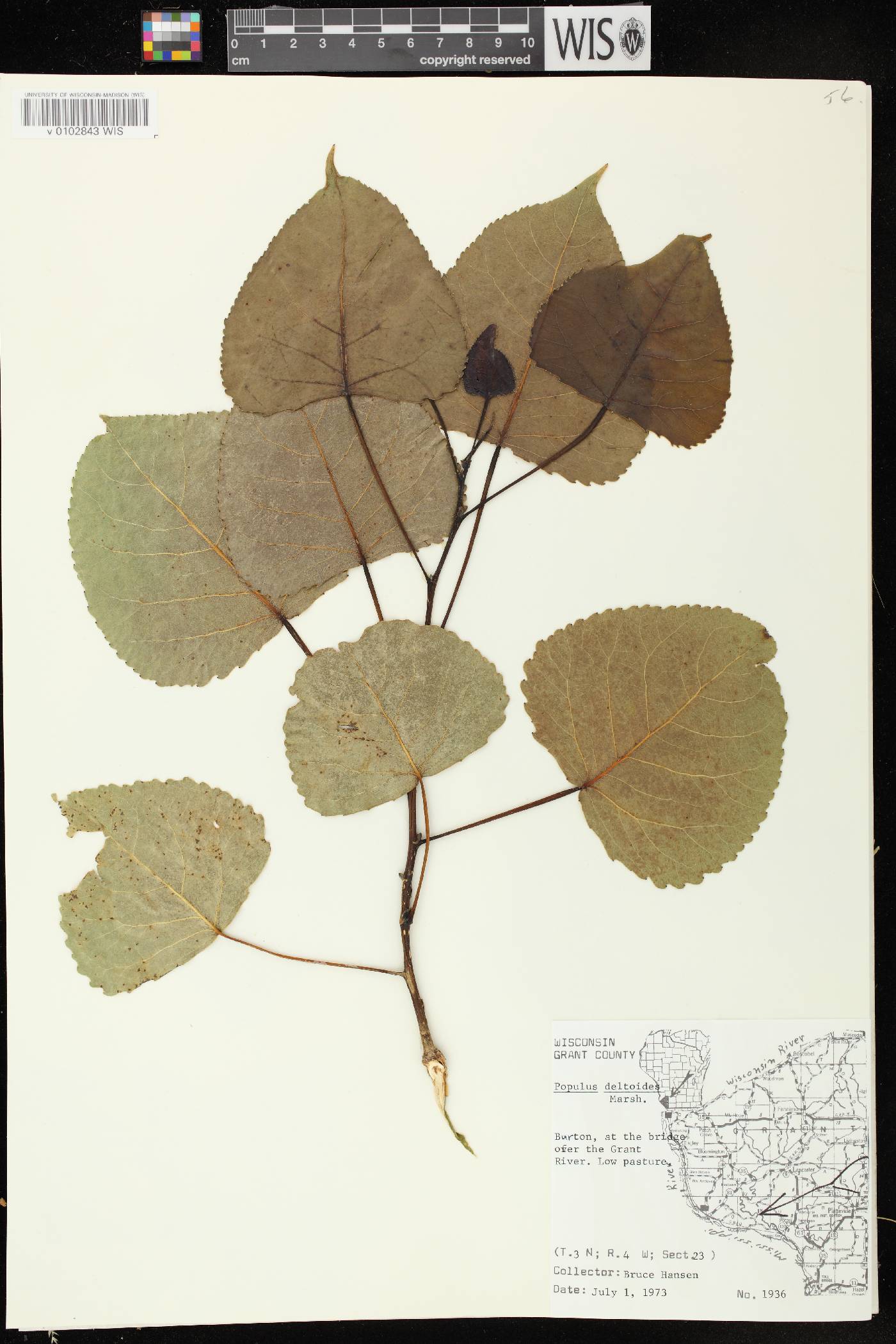 Populus deltoides image