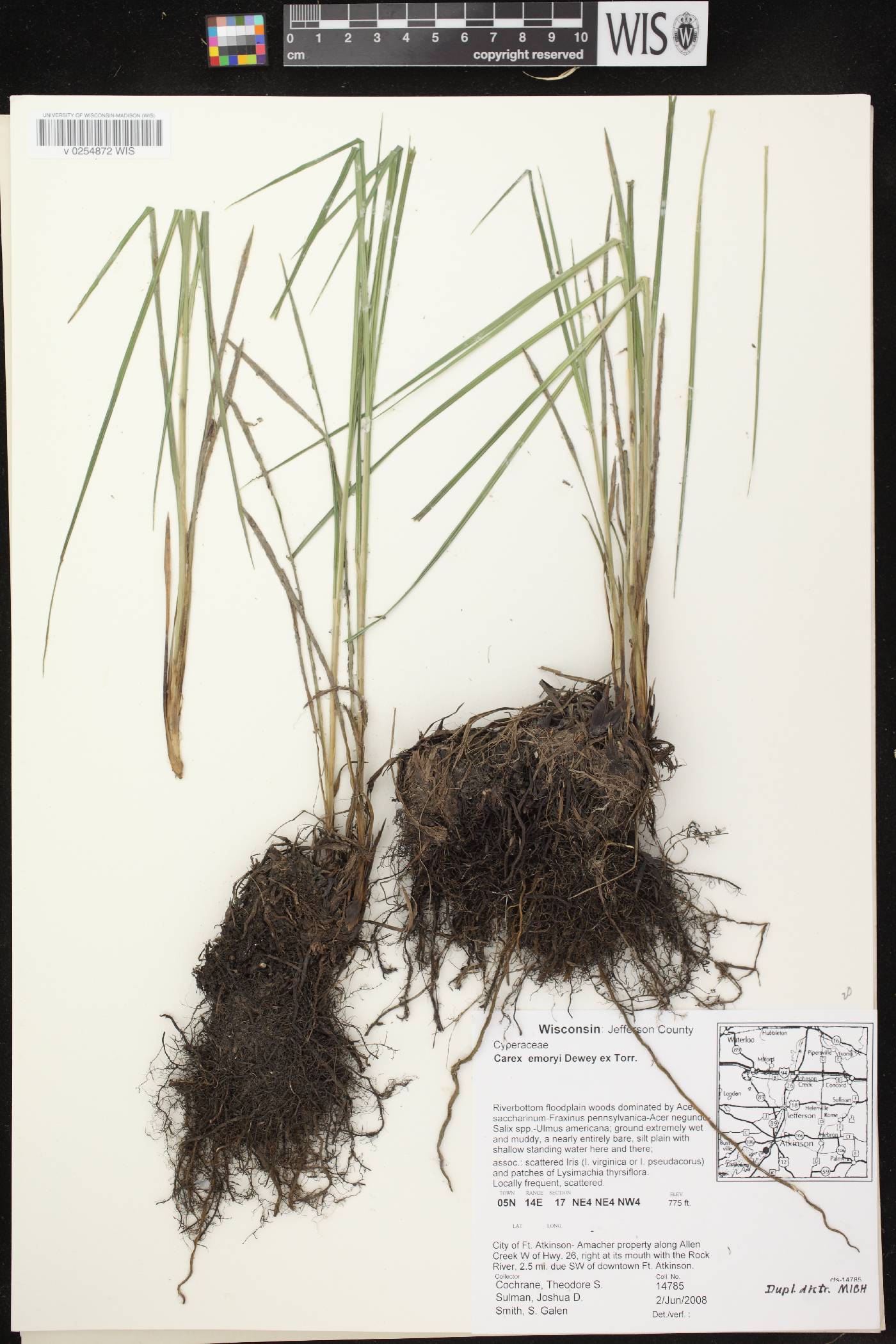 Carex emoryi image