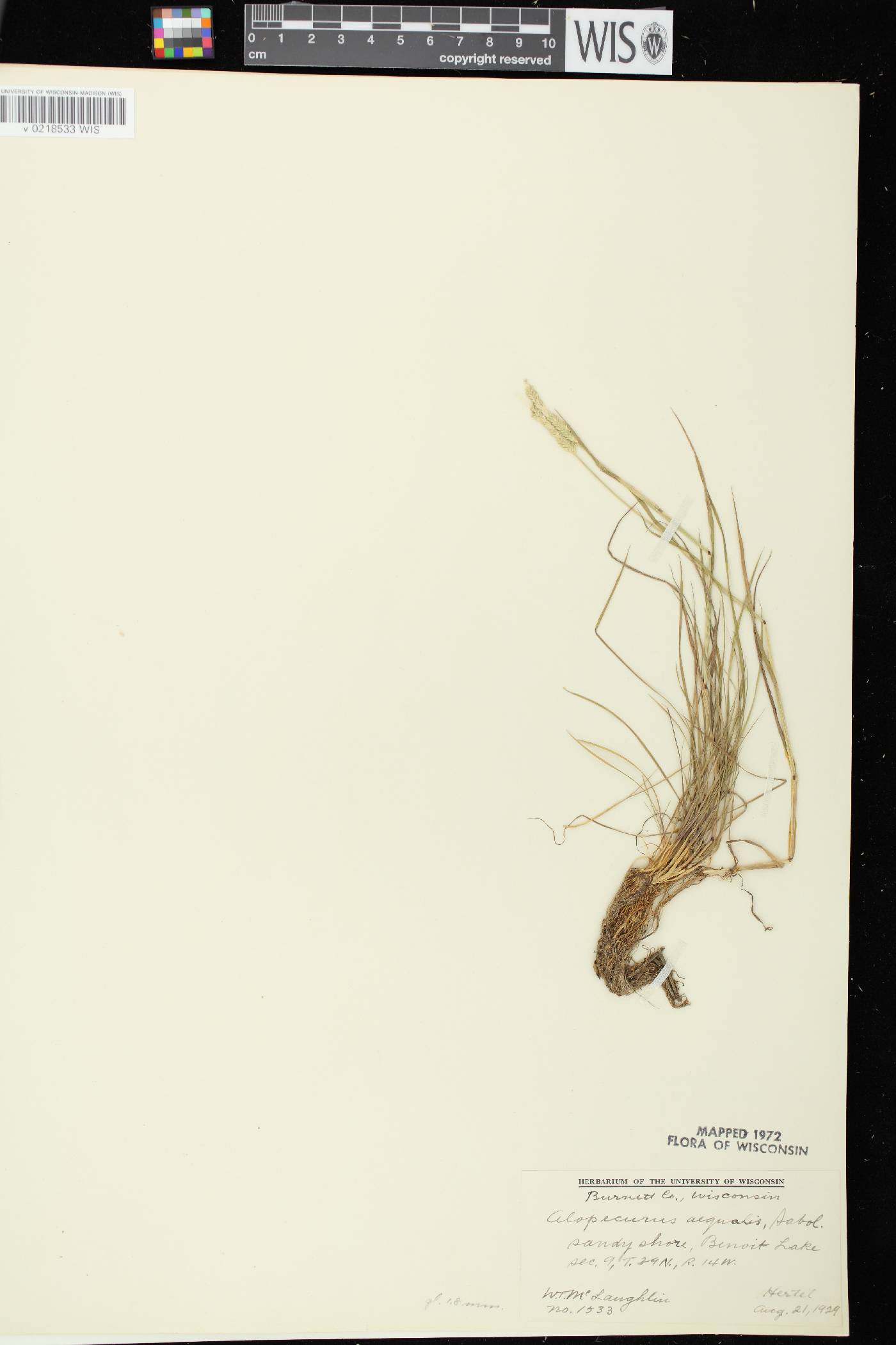 Alopecurus aequalis image