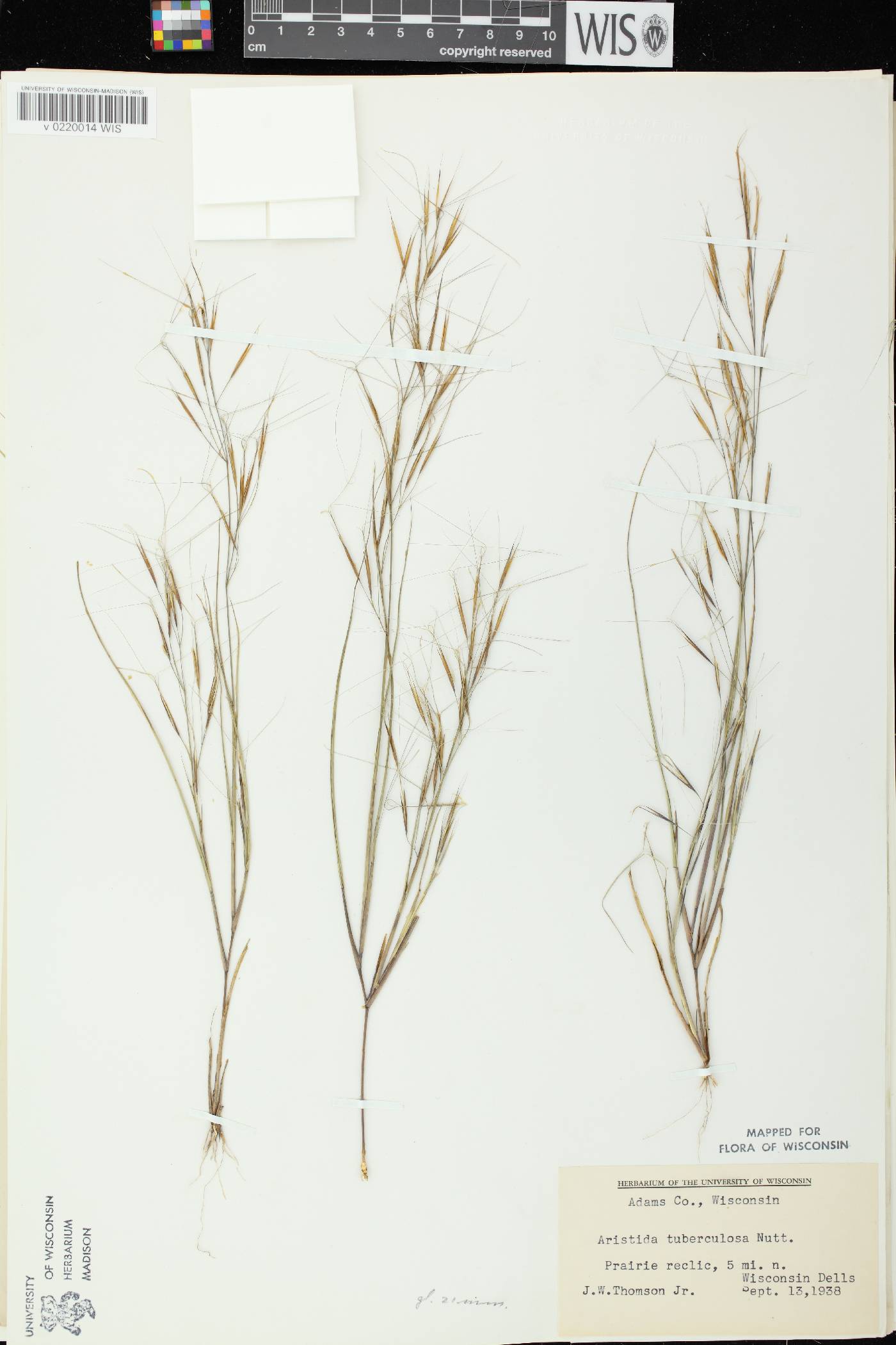 Aristida tuberculosa image
