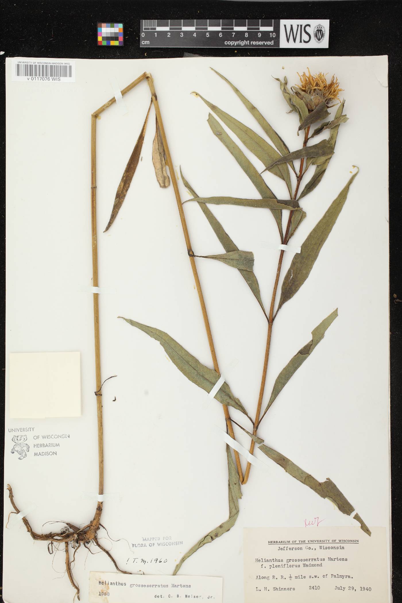 Helianthus grosseserratus image