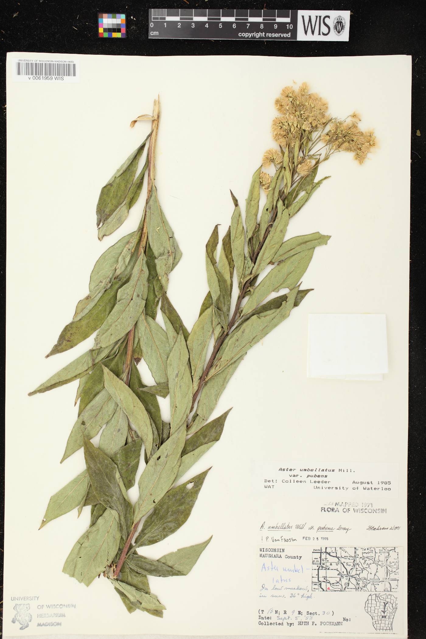 Doellingeria umbellata var. pubens image