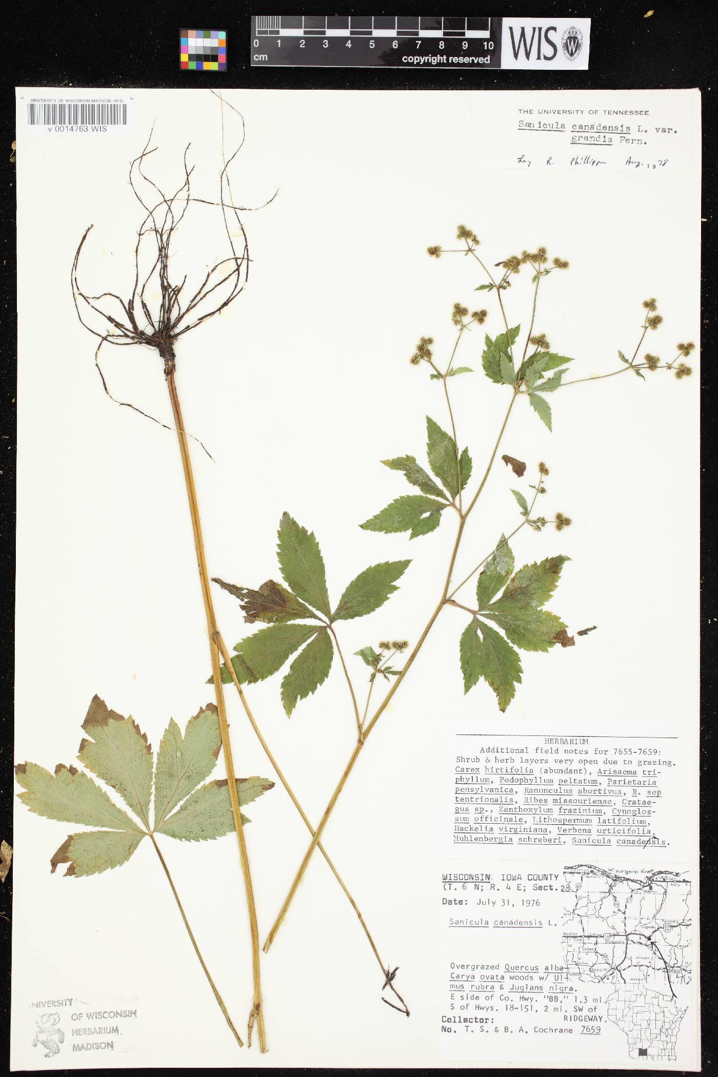 Sanicula canadensis image