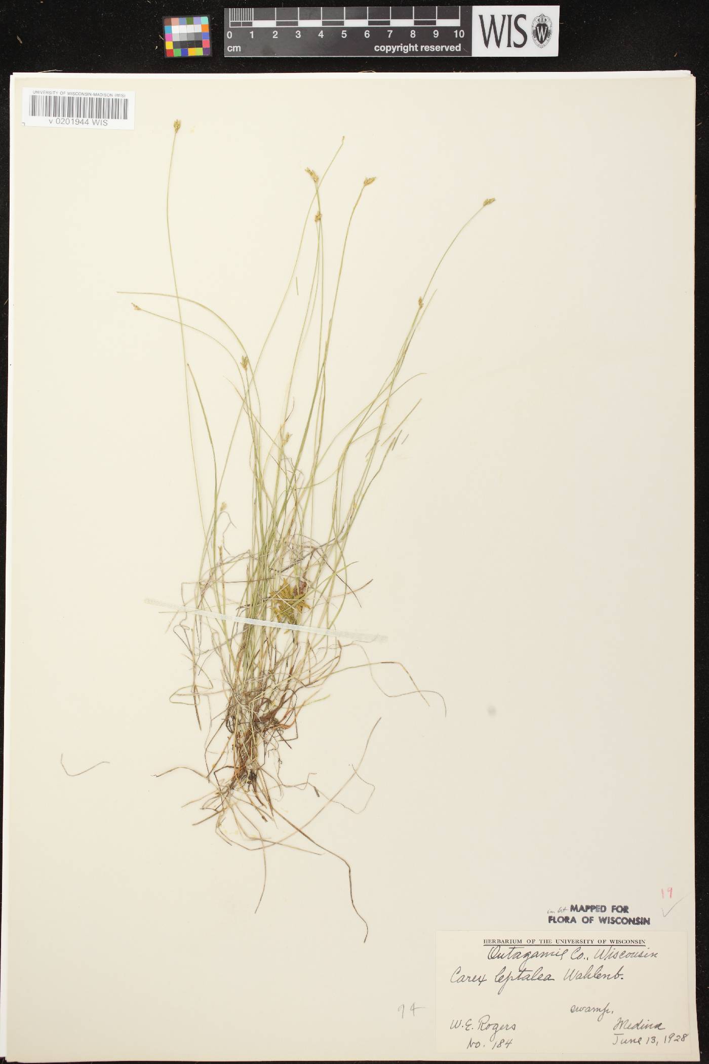 Carex leptalea image