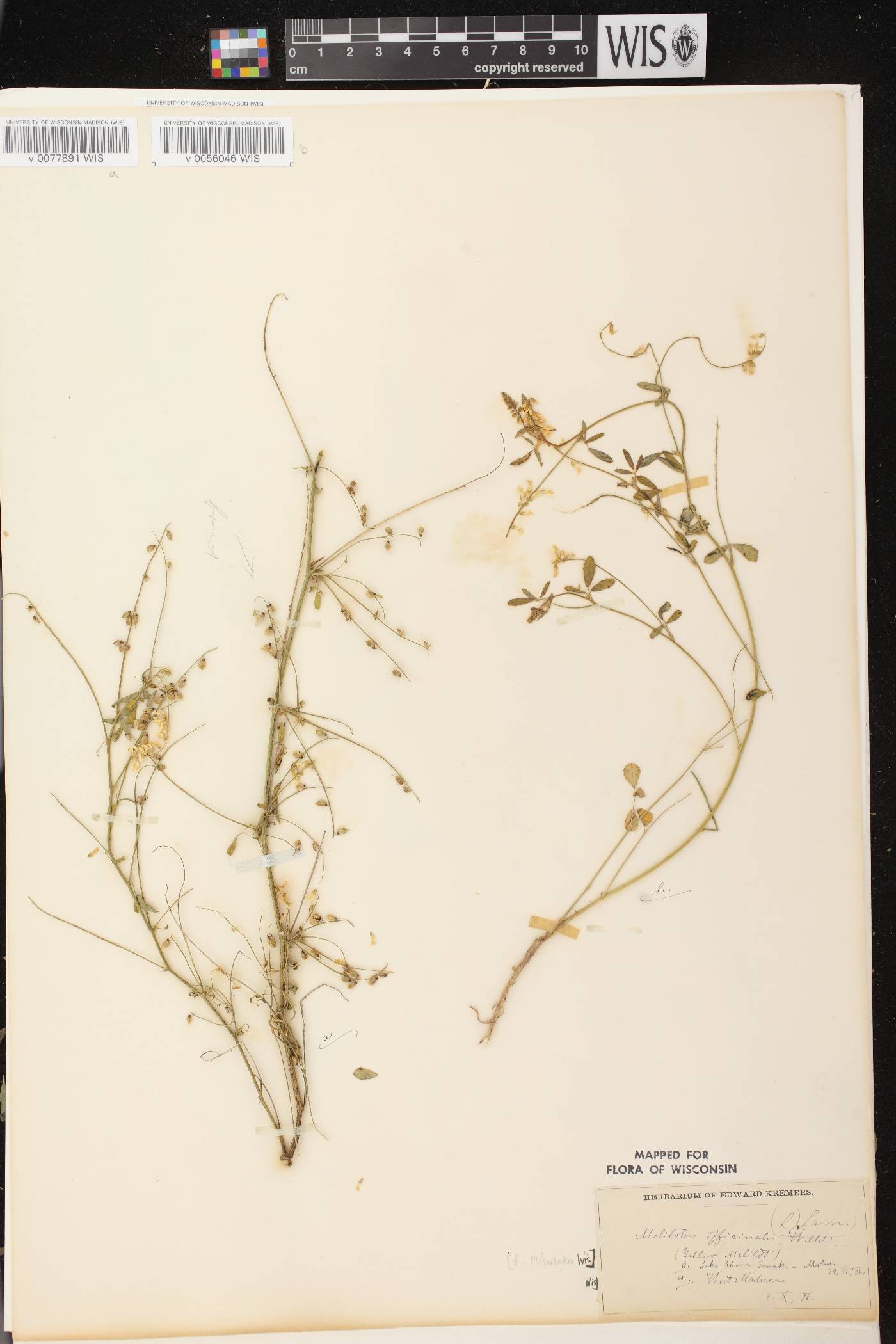 Melilotus officinalis image