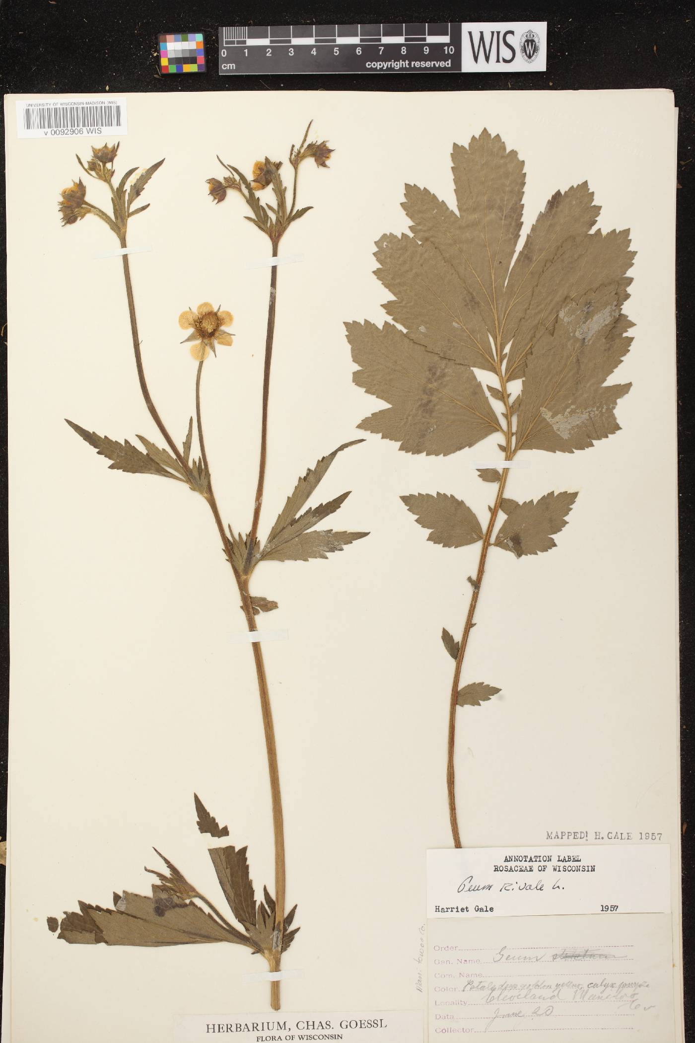 Geum rivale image