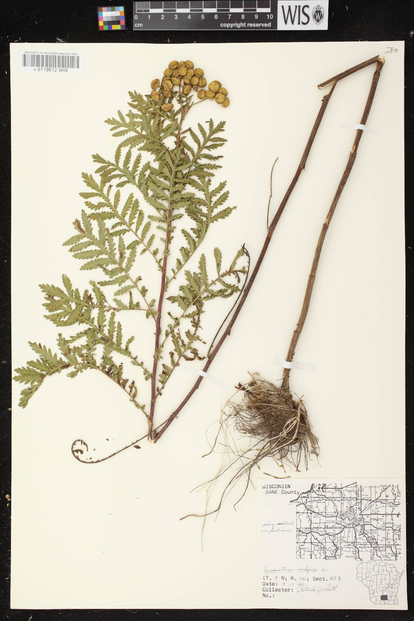 Tanacetum vulgare image