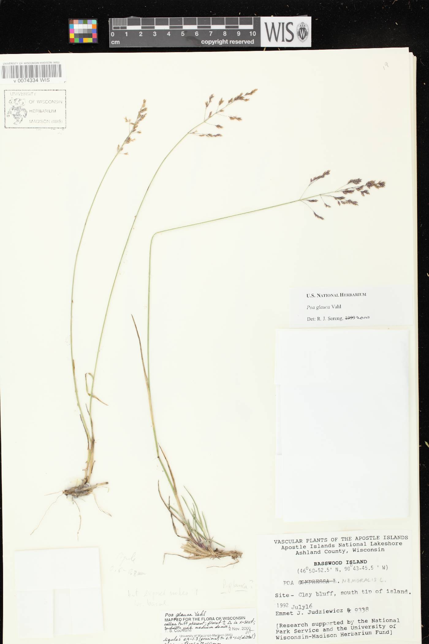 Poa glauca image