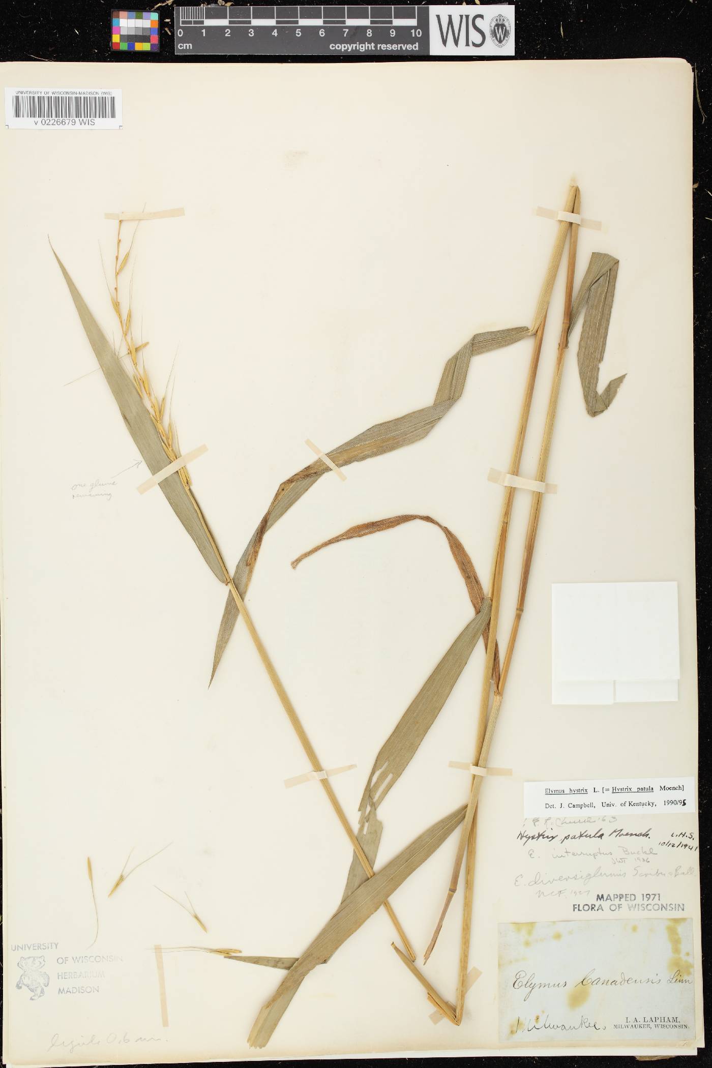 Elymus hystrix var. hystrix image