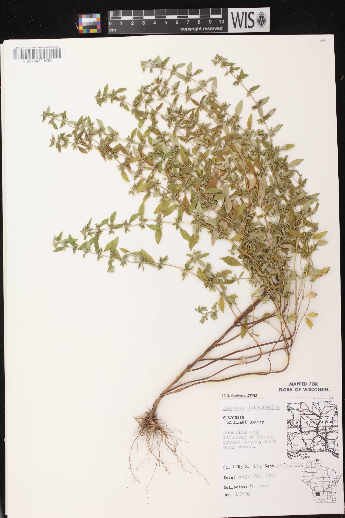Hedeoma pulegioides image