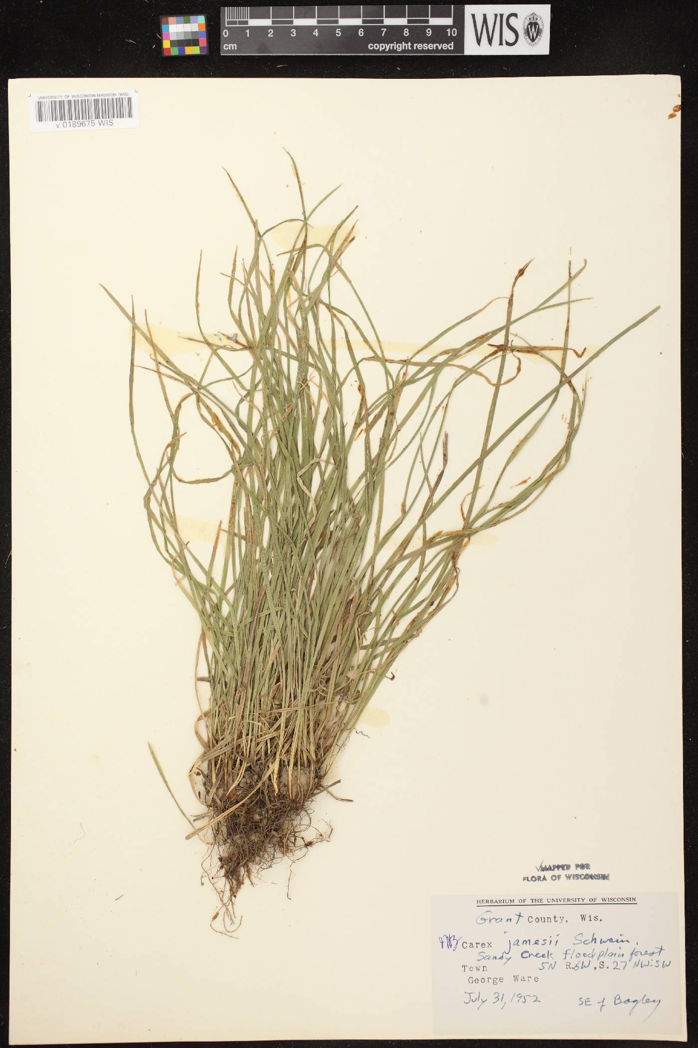 Carex jamesii image