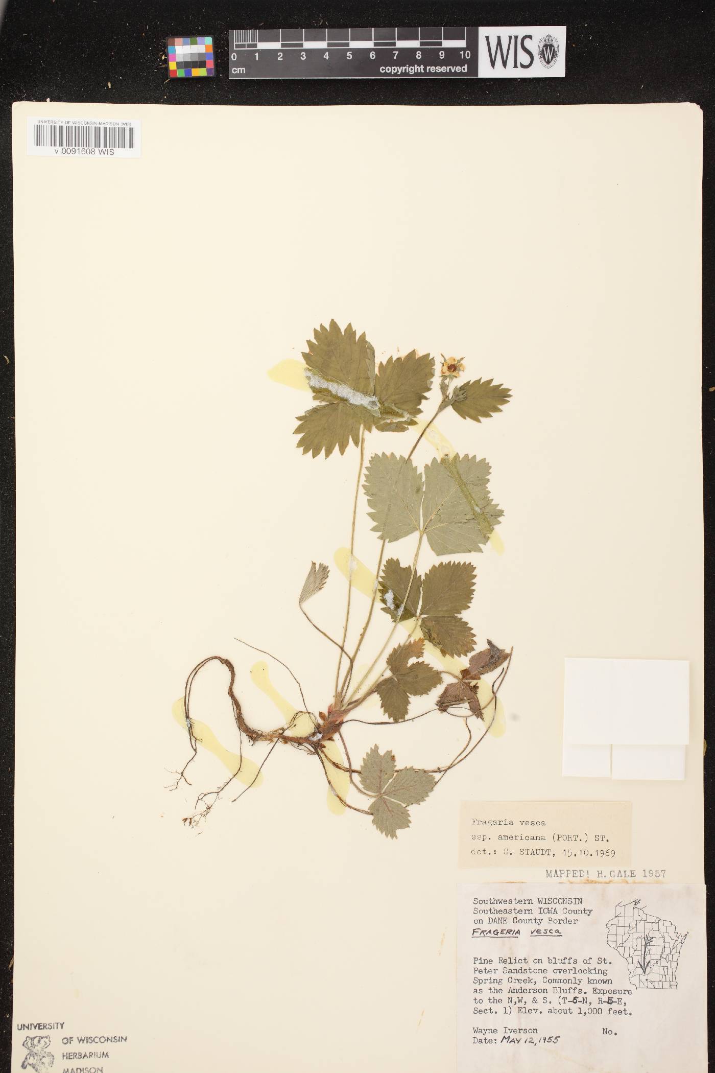 Fragaria vesca image