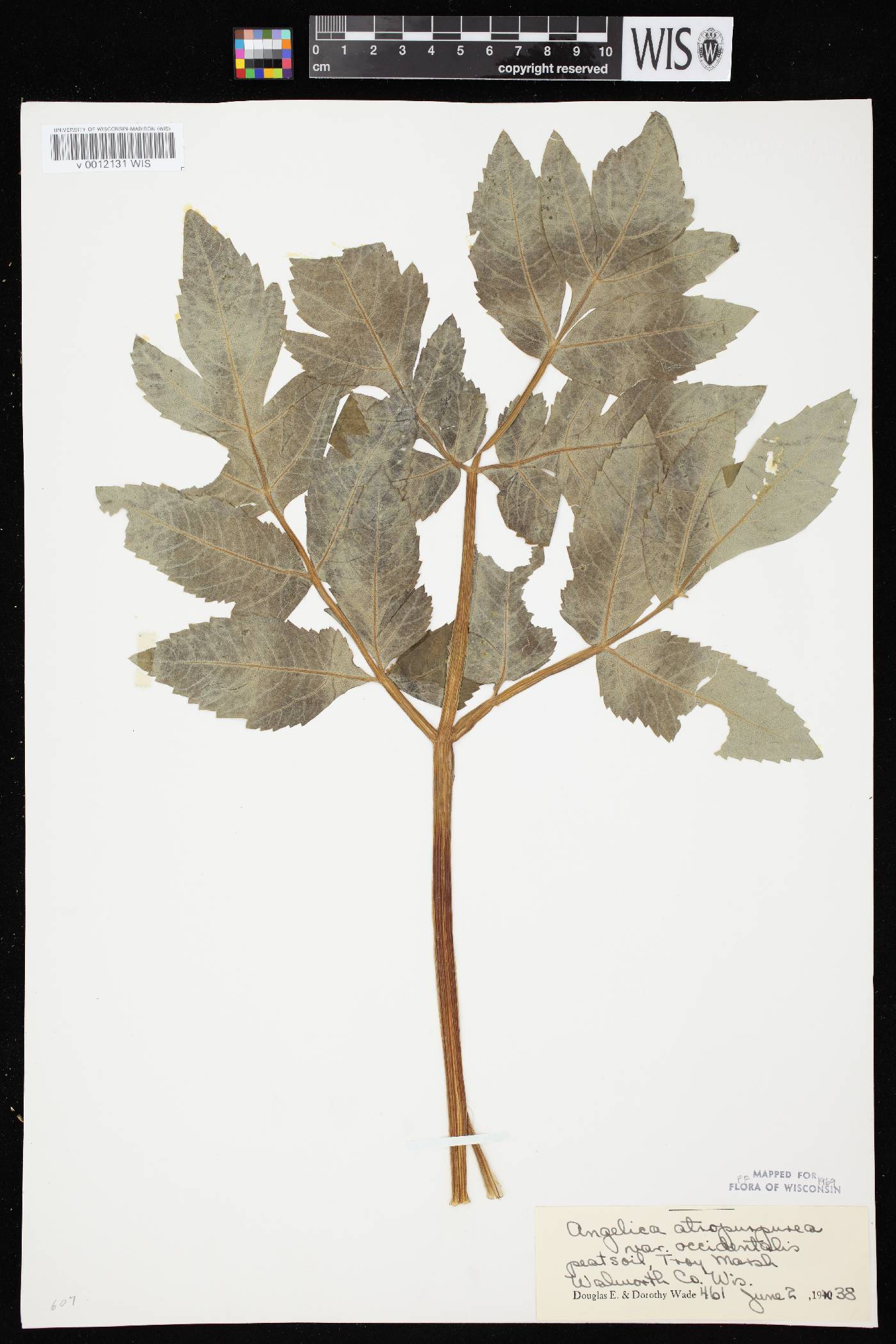 Angelica atropurpurea var. occidentalis image