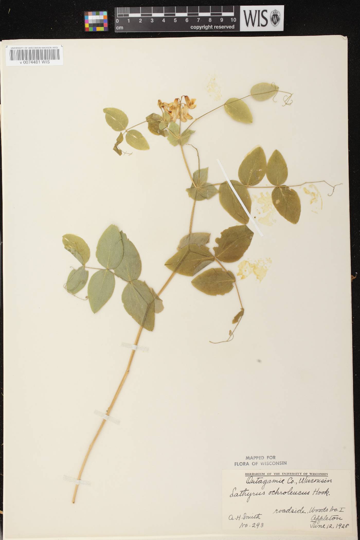 Lathyrus ochroleucus image