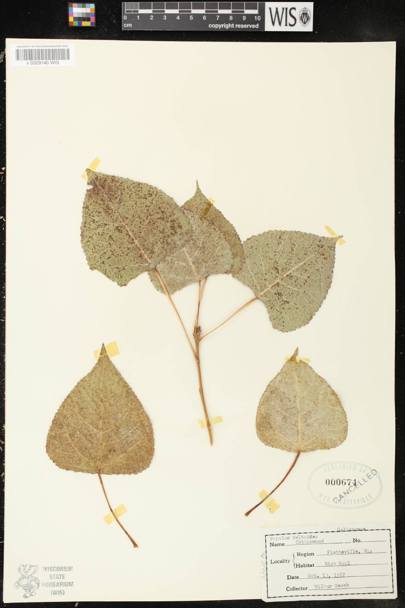 Populus deltoides subsp. monilifera image